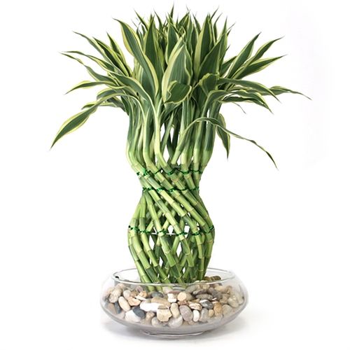 house plant 10.jpeg