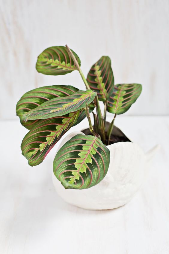house plant 14.jpeg