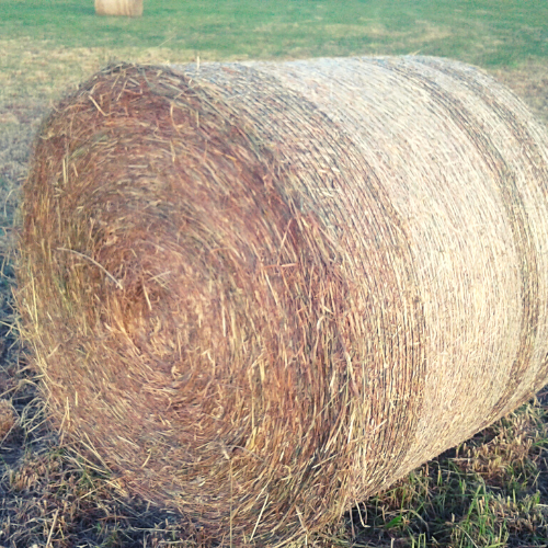 Untitled design (100).png