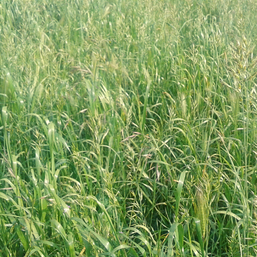 Untitled design (99).png