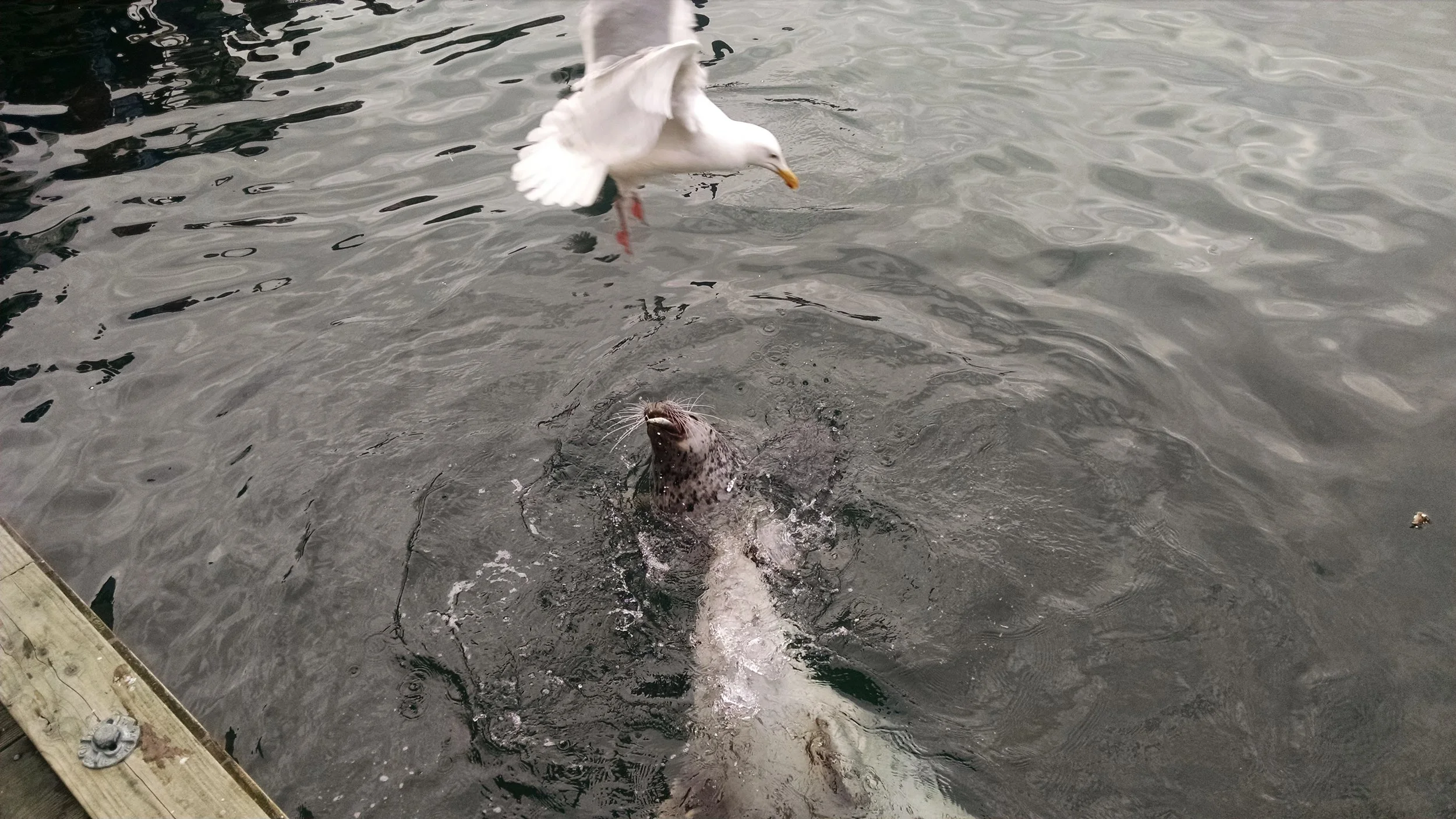 IMG_20150318_172527983 (1).jpg