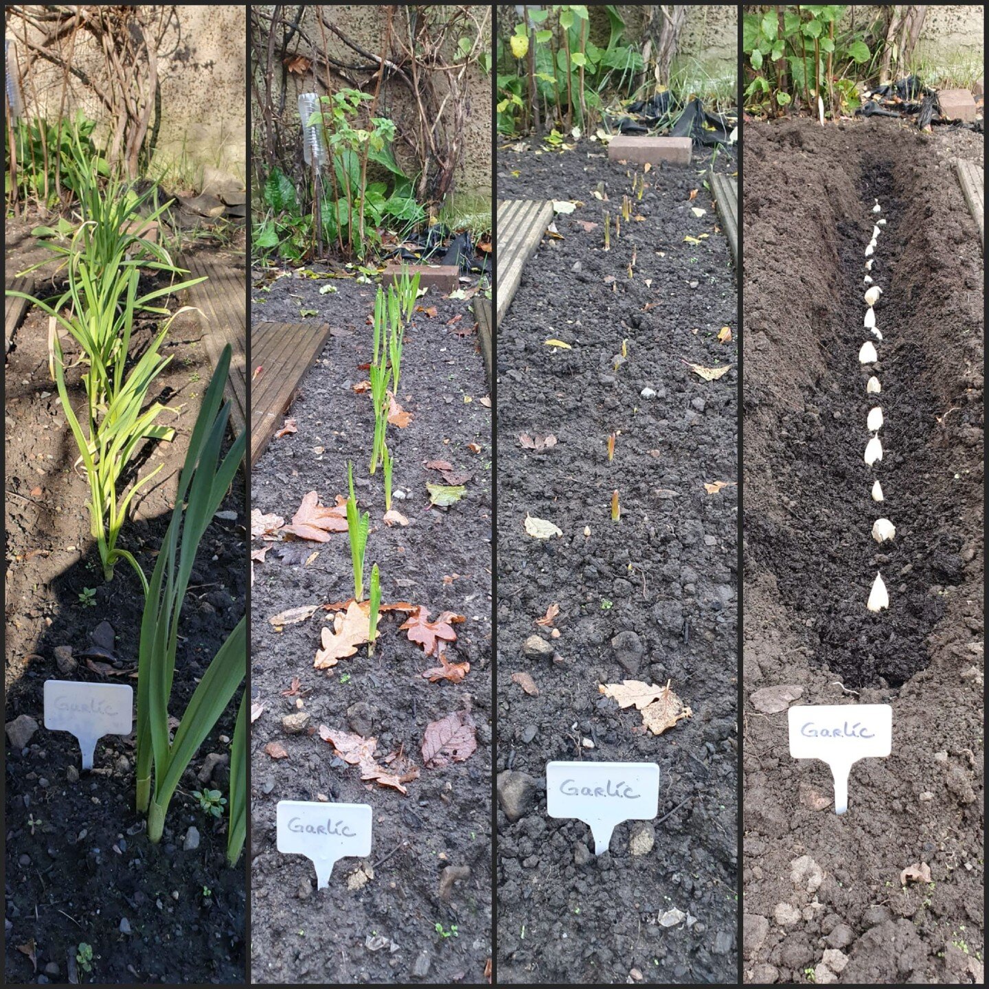 We love seeing things grow! Especially over the darker months, with shorter, colder days.

Shout out to EGP volunteer Sondari who planted this garlic in her garden partner Charlotte's garden when they were first matched in Autumn - look at it now! 🌱