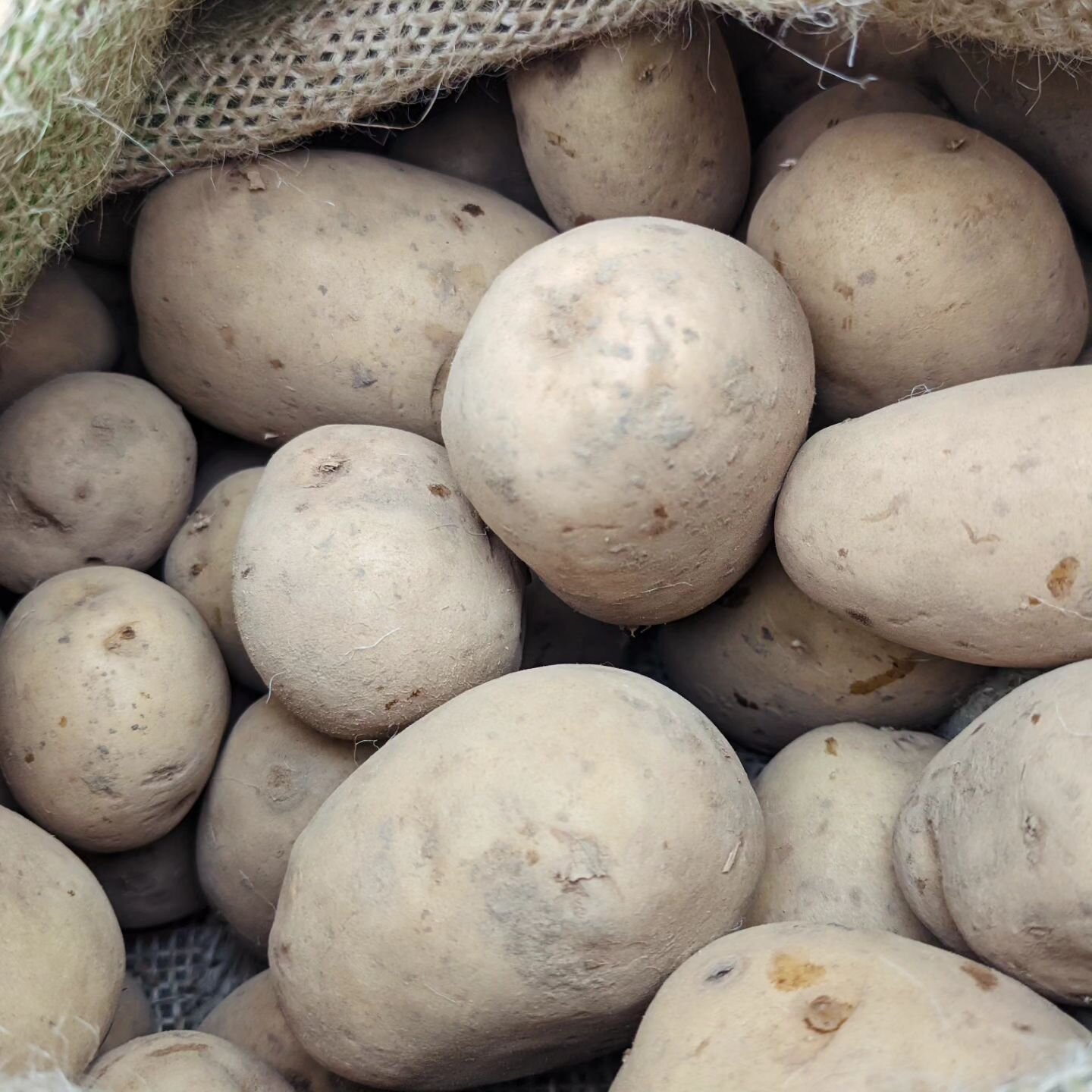 Seed potatoes!! 😁 🥔 Come pick some up at our EGP seed swap tomorrow from 10.30 to 12.30 at the Out of the Blue drill hall on Dalmeny Street. 4 varieties available: Maris peer, Bambino, Golden Wonder and Kingsman. Lots of other seeds will also be av
