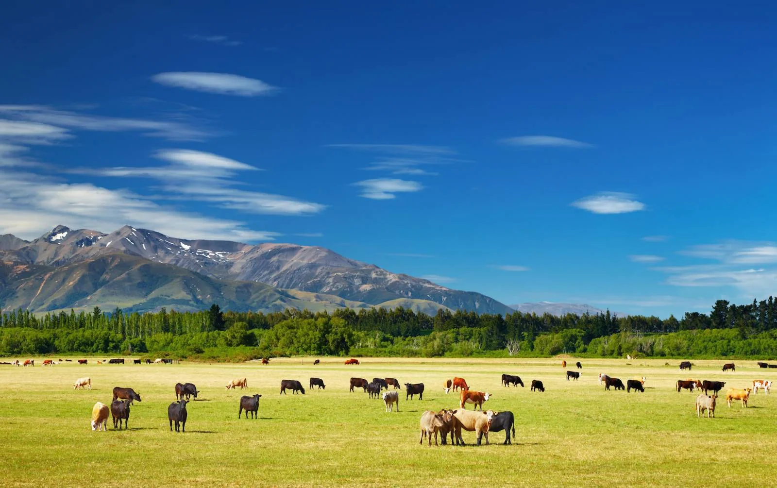 hero-new-zealand-farmland.jpeg