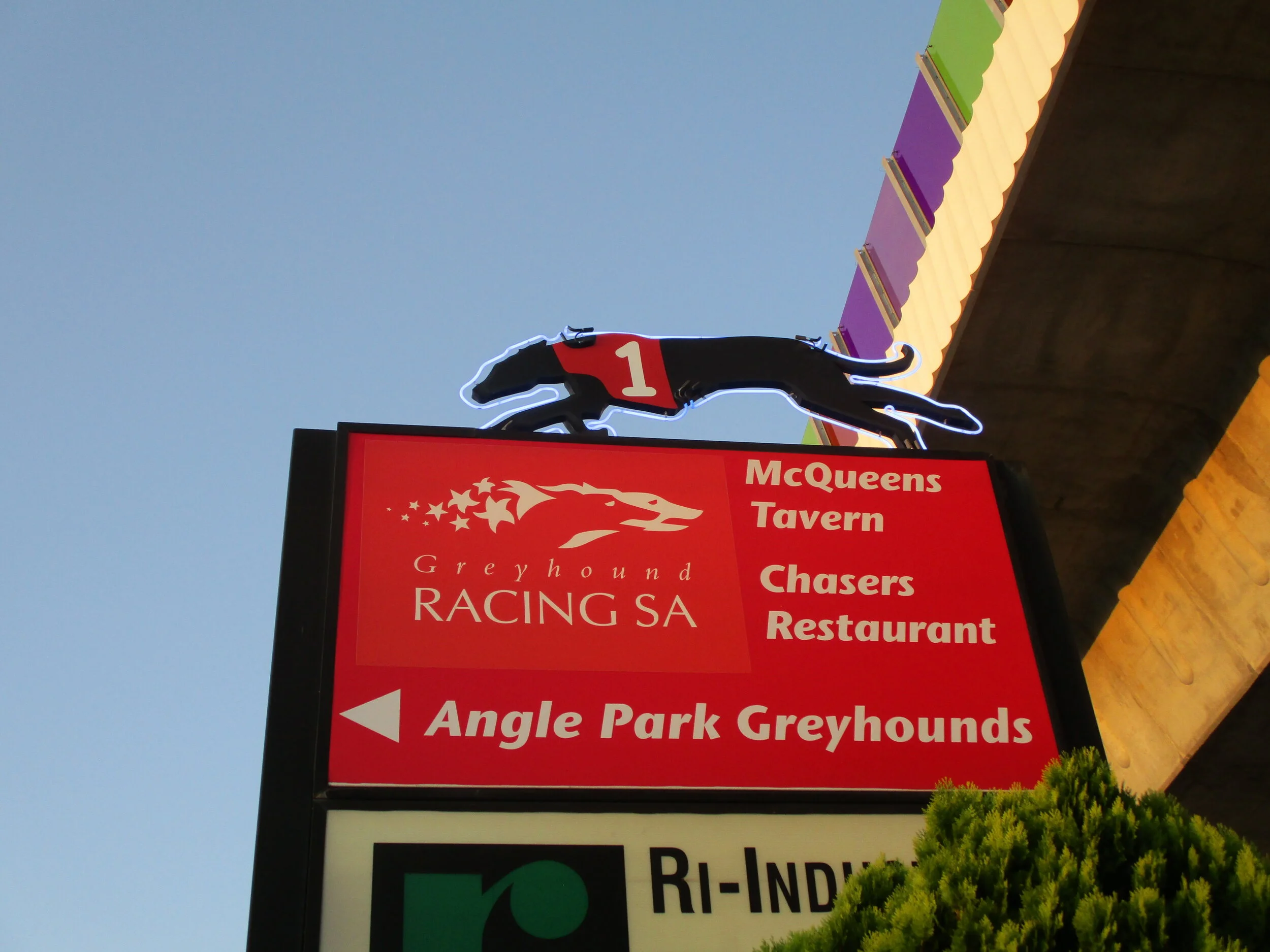 Two More Greyhounds Killed In South Australia At Greyhound Racing South Australia Events Matilda Duncan