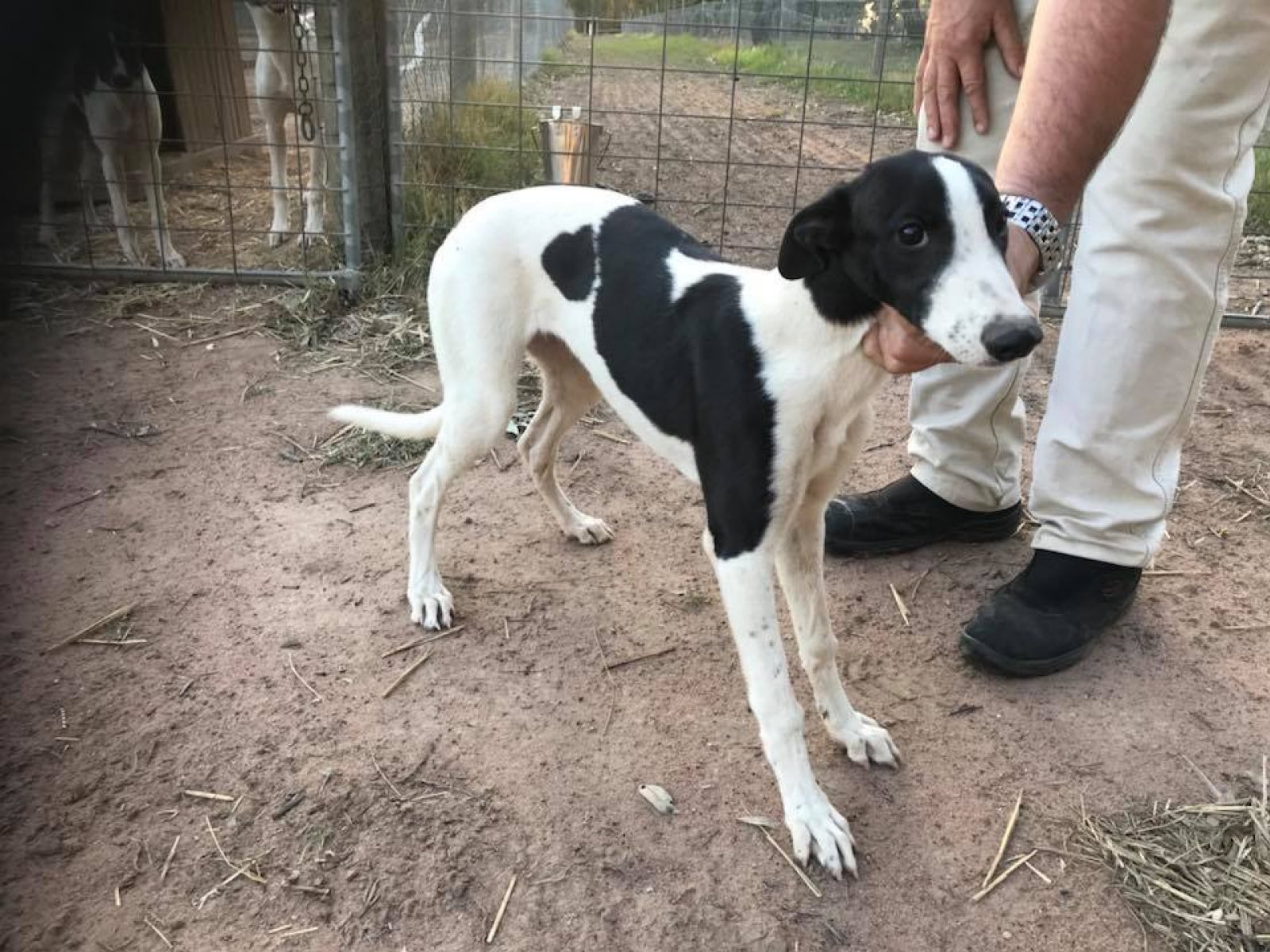 Greyhound Racing NSW Adoption Contract Shows Regulator Enforced “14Day