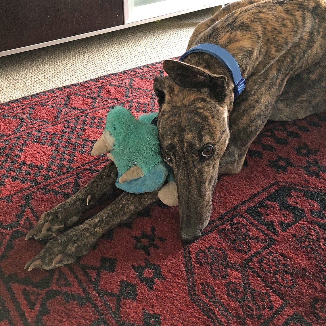 Greyhound Racing NSW Adoption Contract Shows Regulator Enforced “14Day