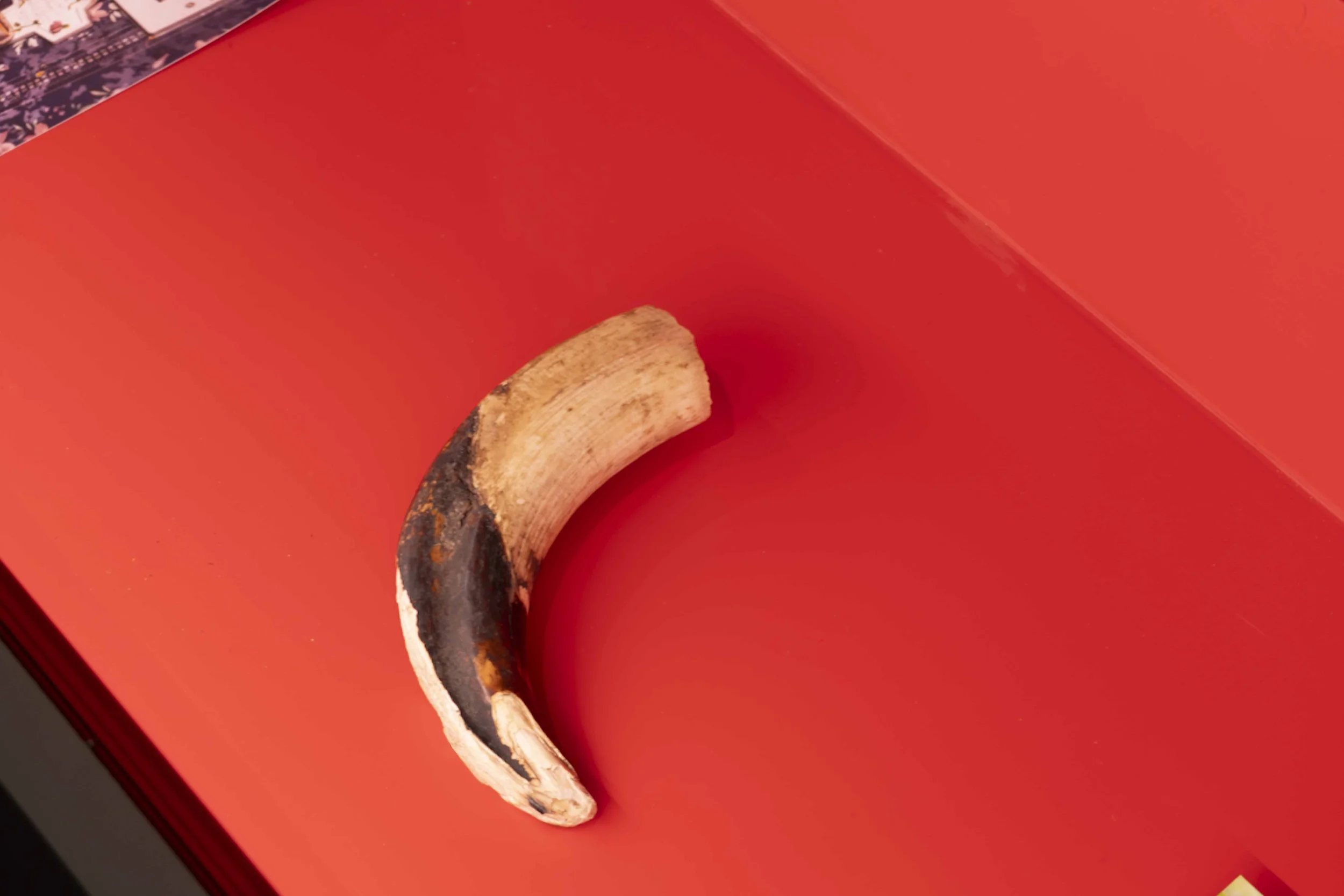 Photo: Jordi Puig. Courtesy of Institut de Cultura de Barcelona (ICUB). Licensed under CC BY.