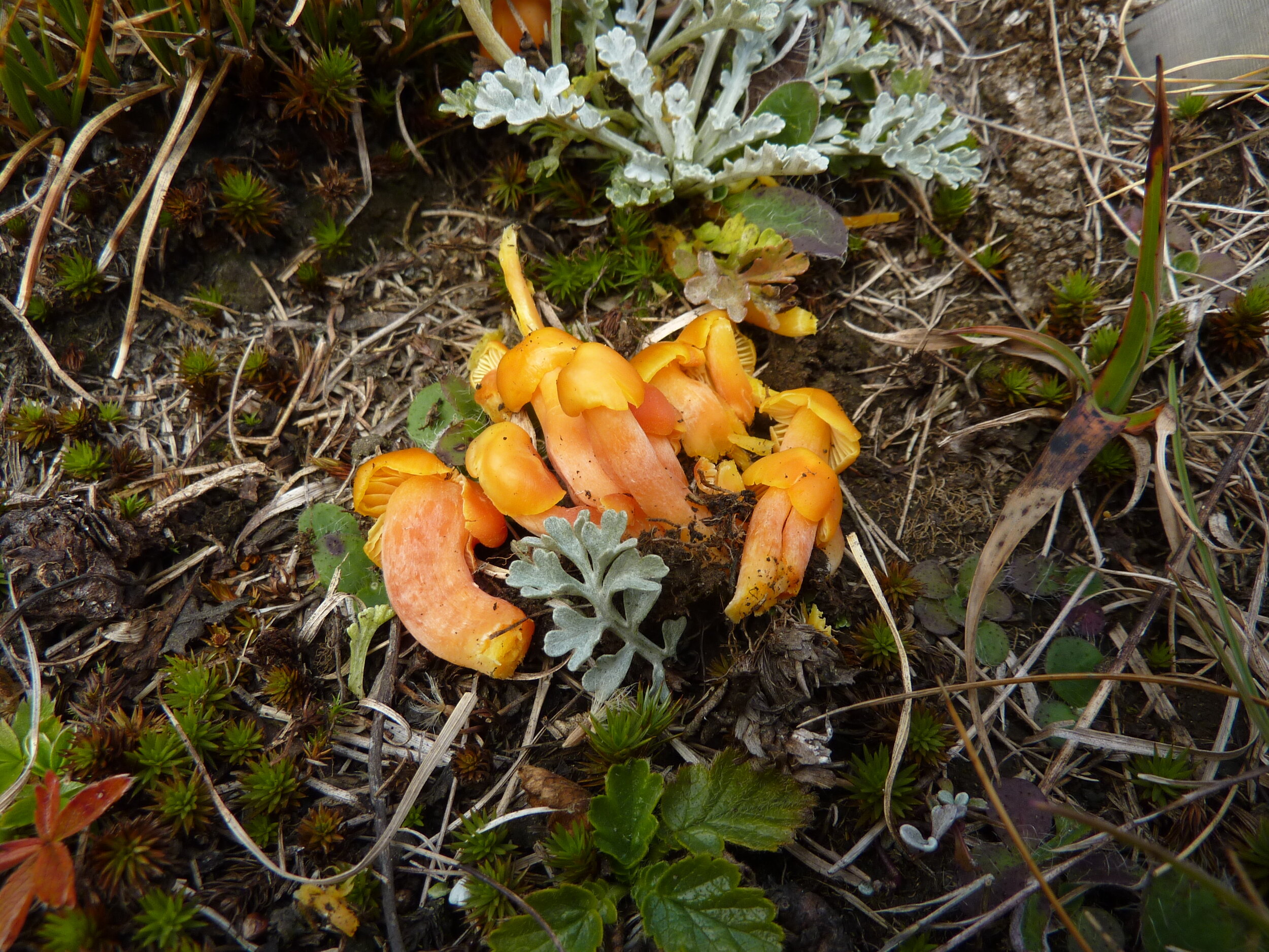 Hygrocybe quieta.JPG