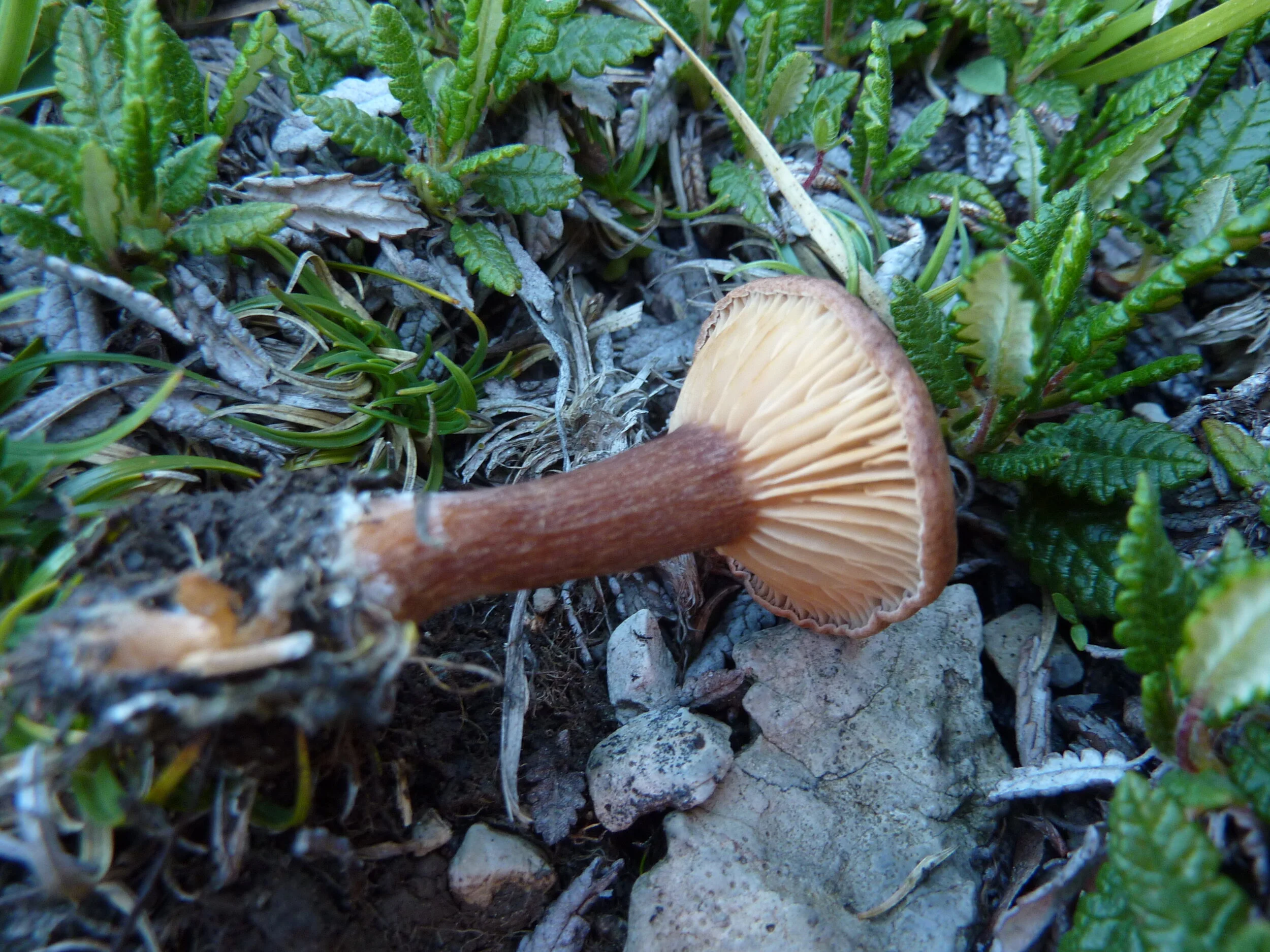 Clitocybe lateritia