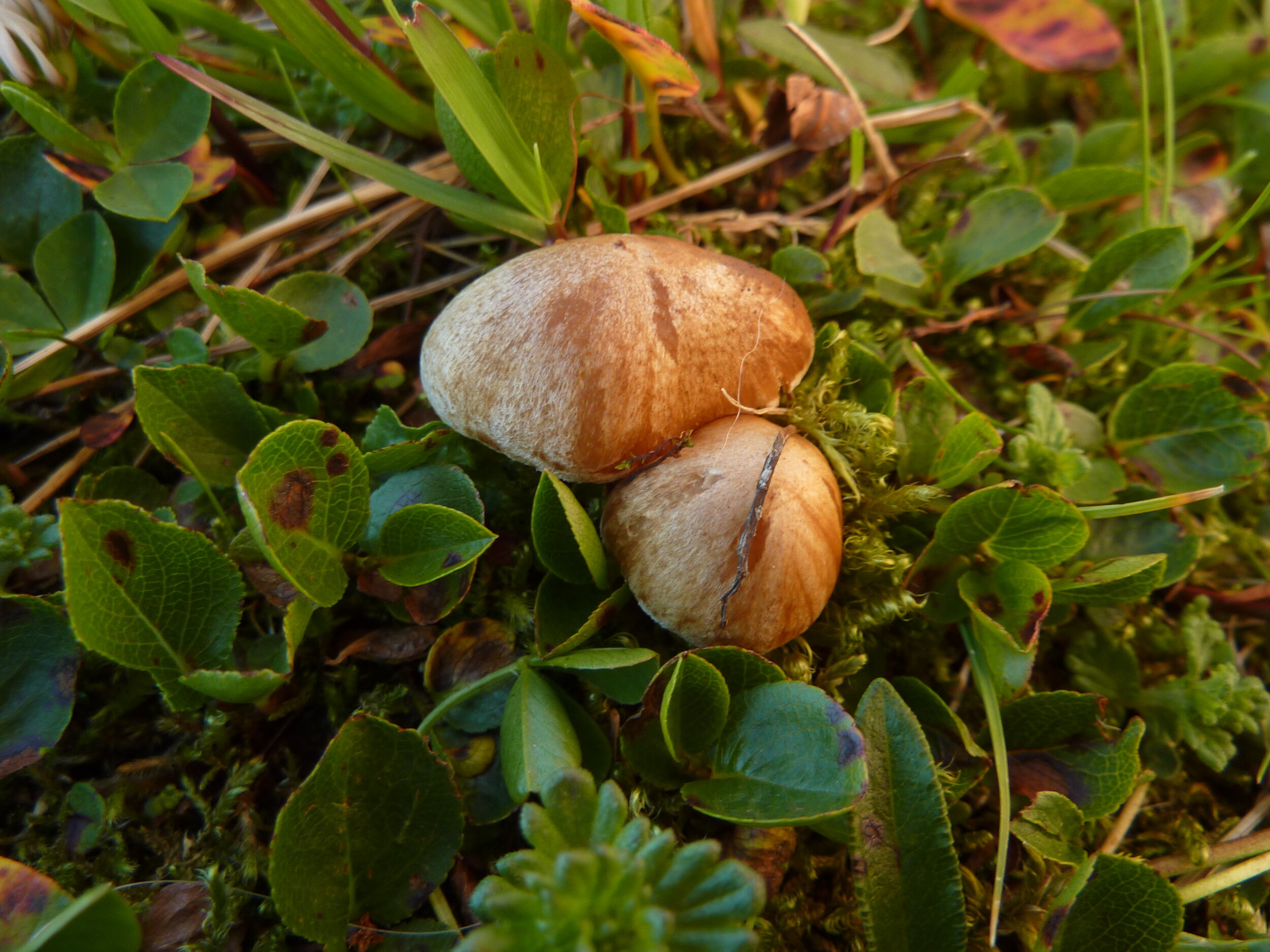 Inocybe inodora — Alpine Pilze