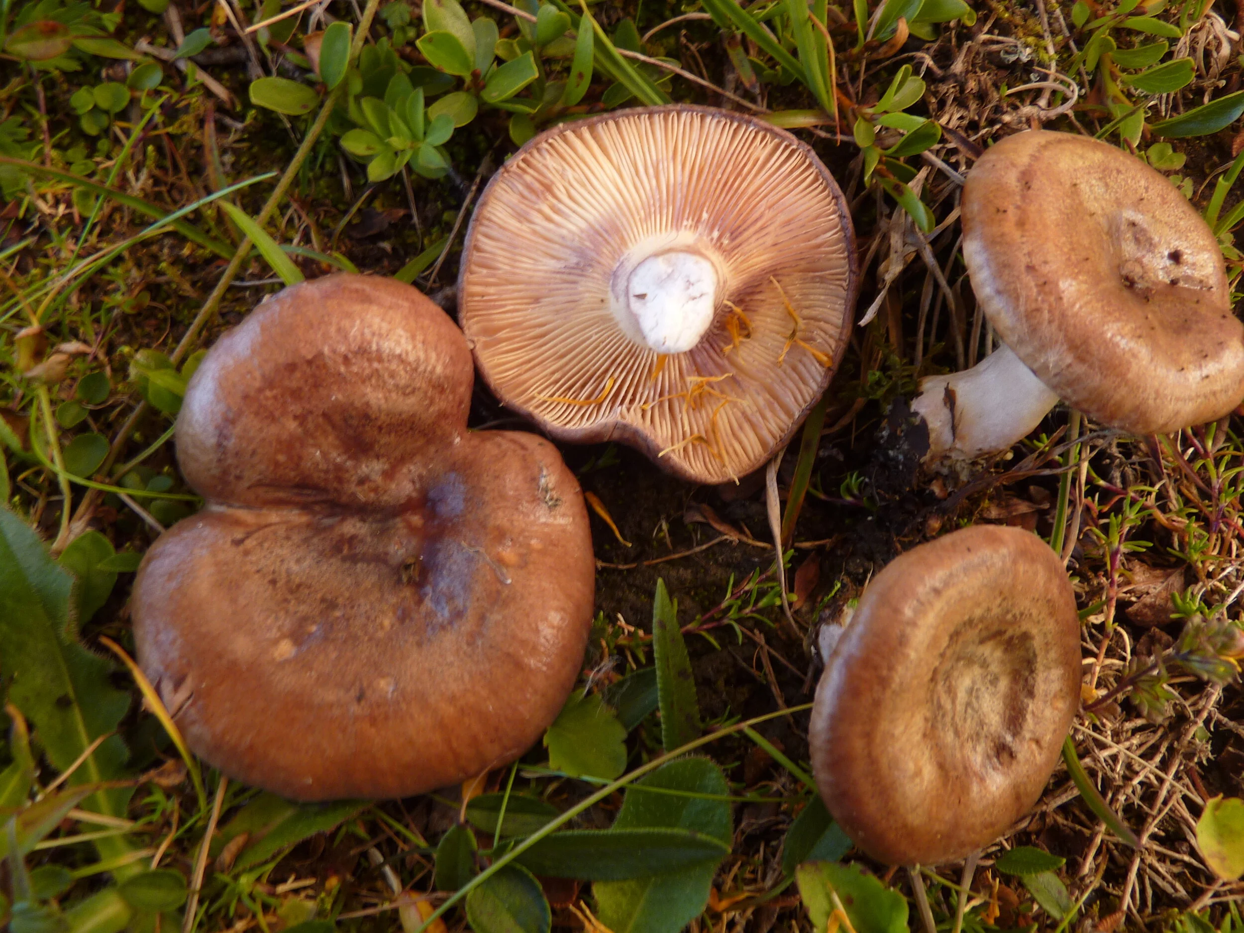Lactarius robertianus