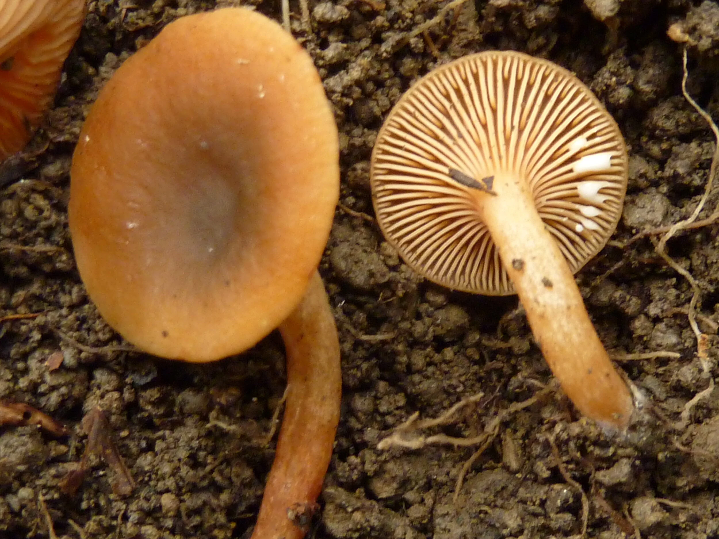 Lactarius obscuratus var. subalpinus