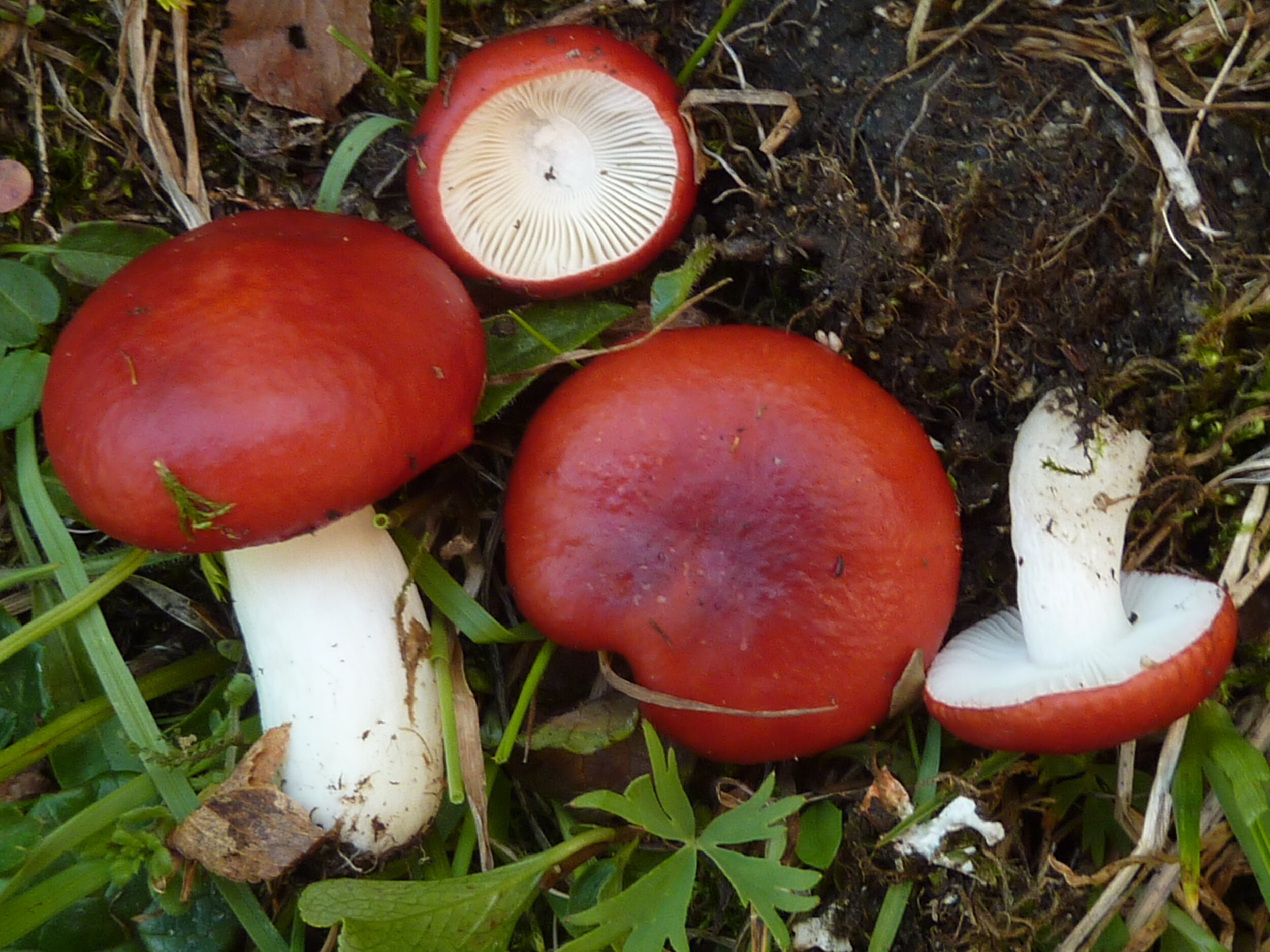Russula nana