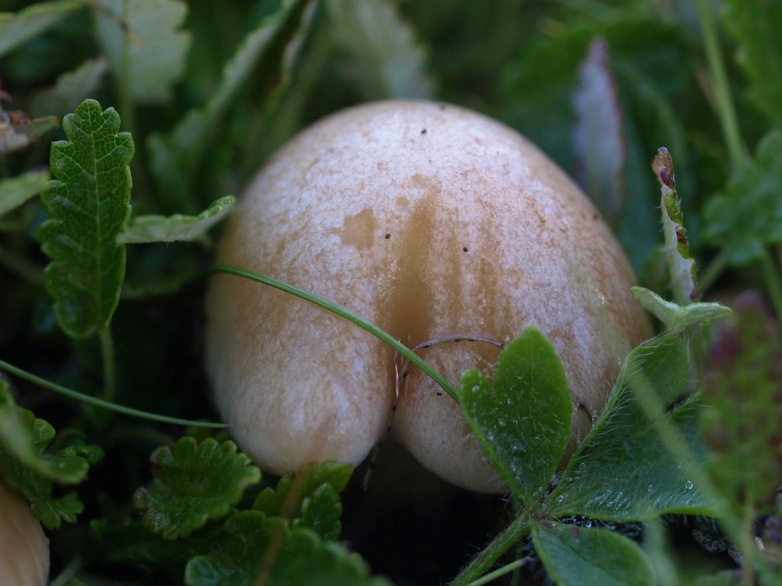 Entoloma prunuloides
