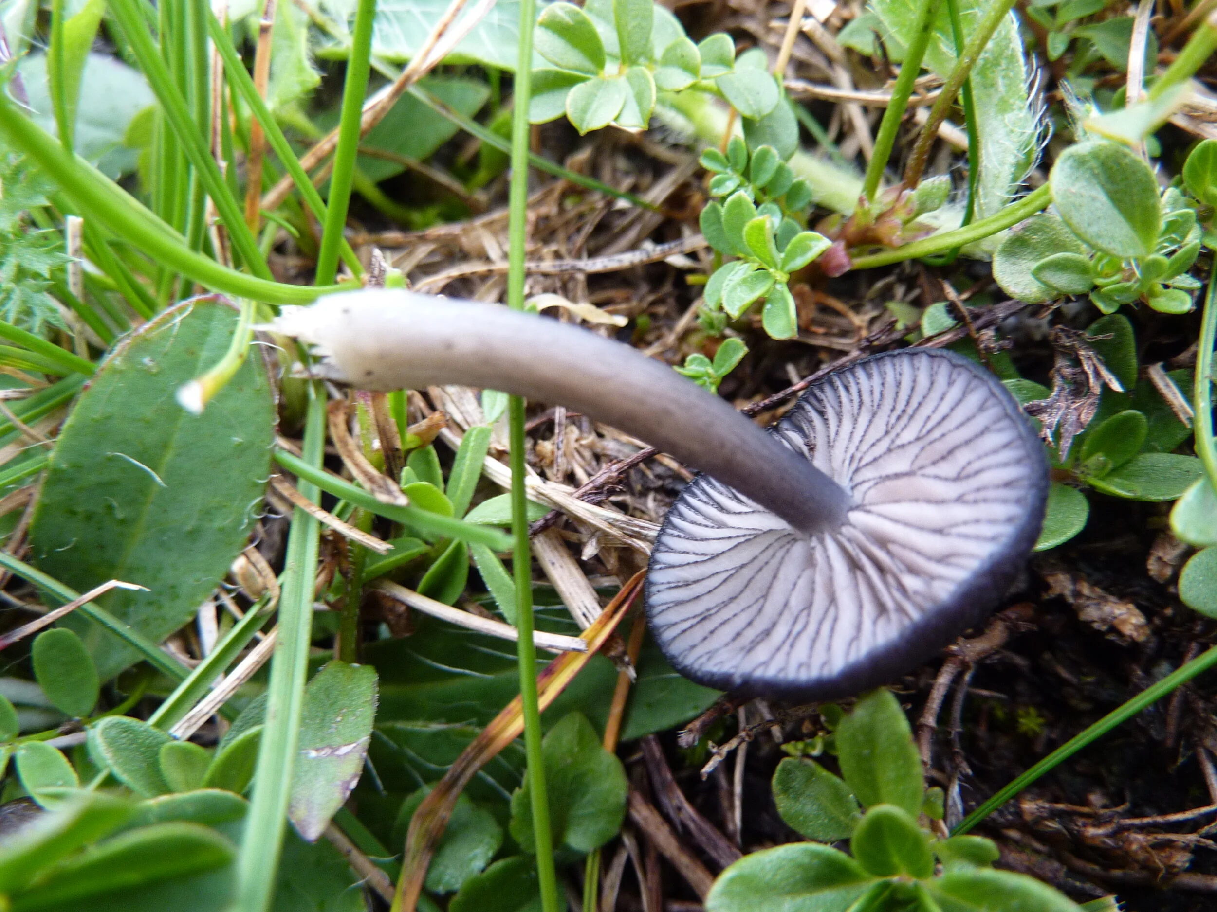 Entoloma serrulatum