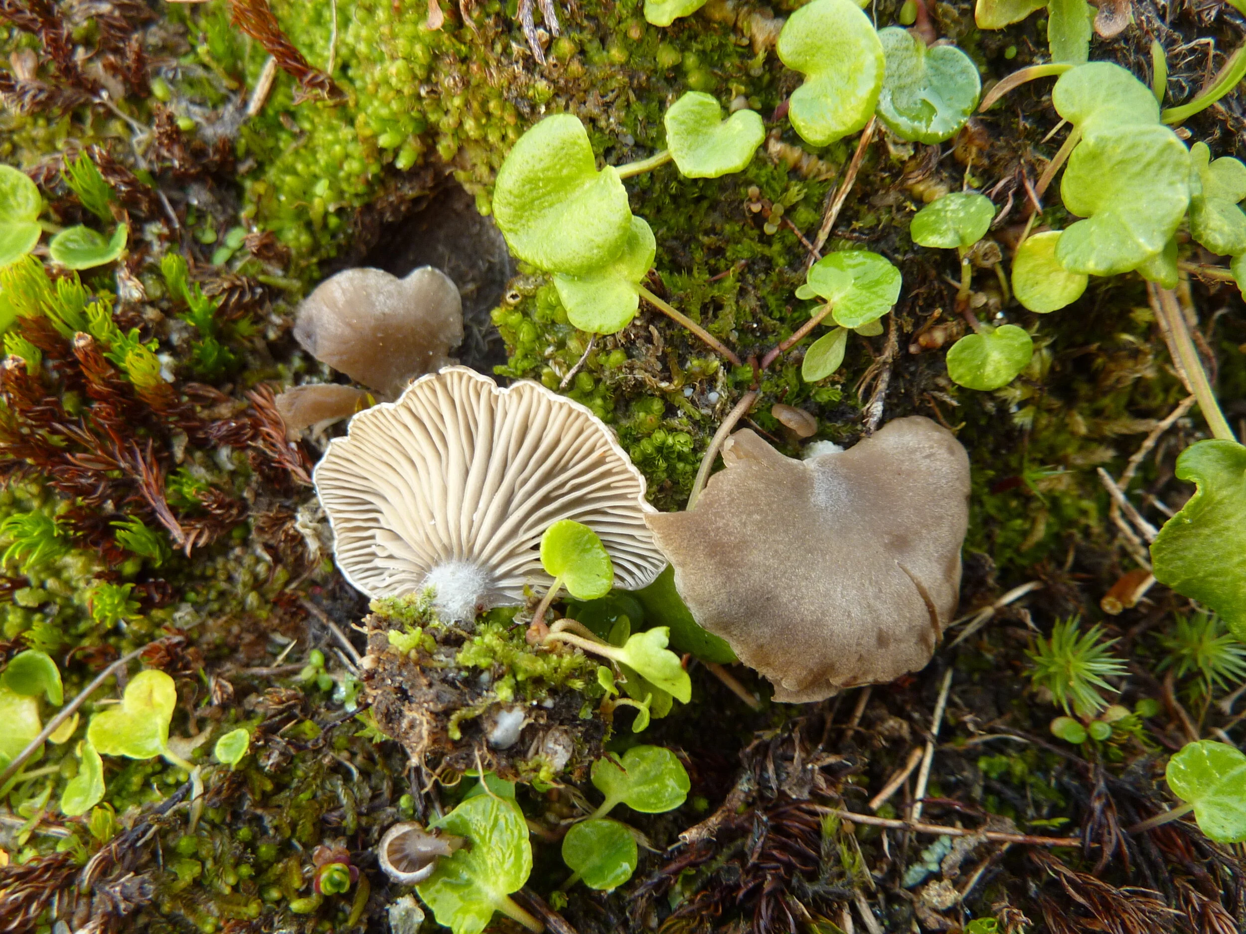 Arrhenia acerosa