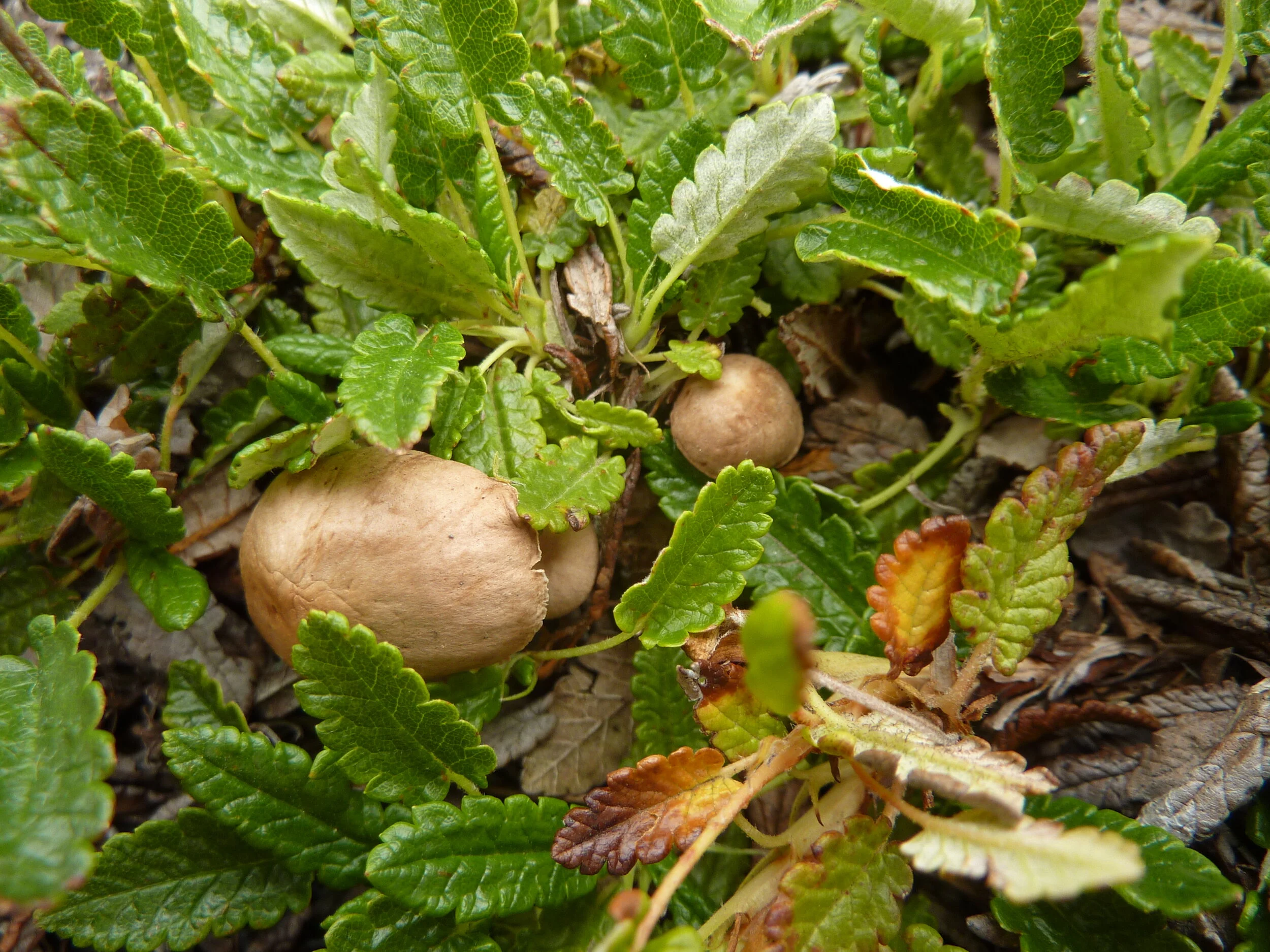 Gymnopus impudica