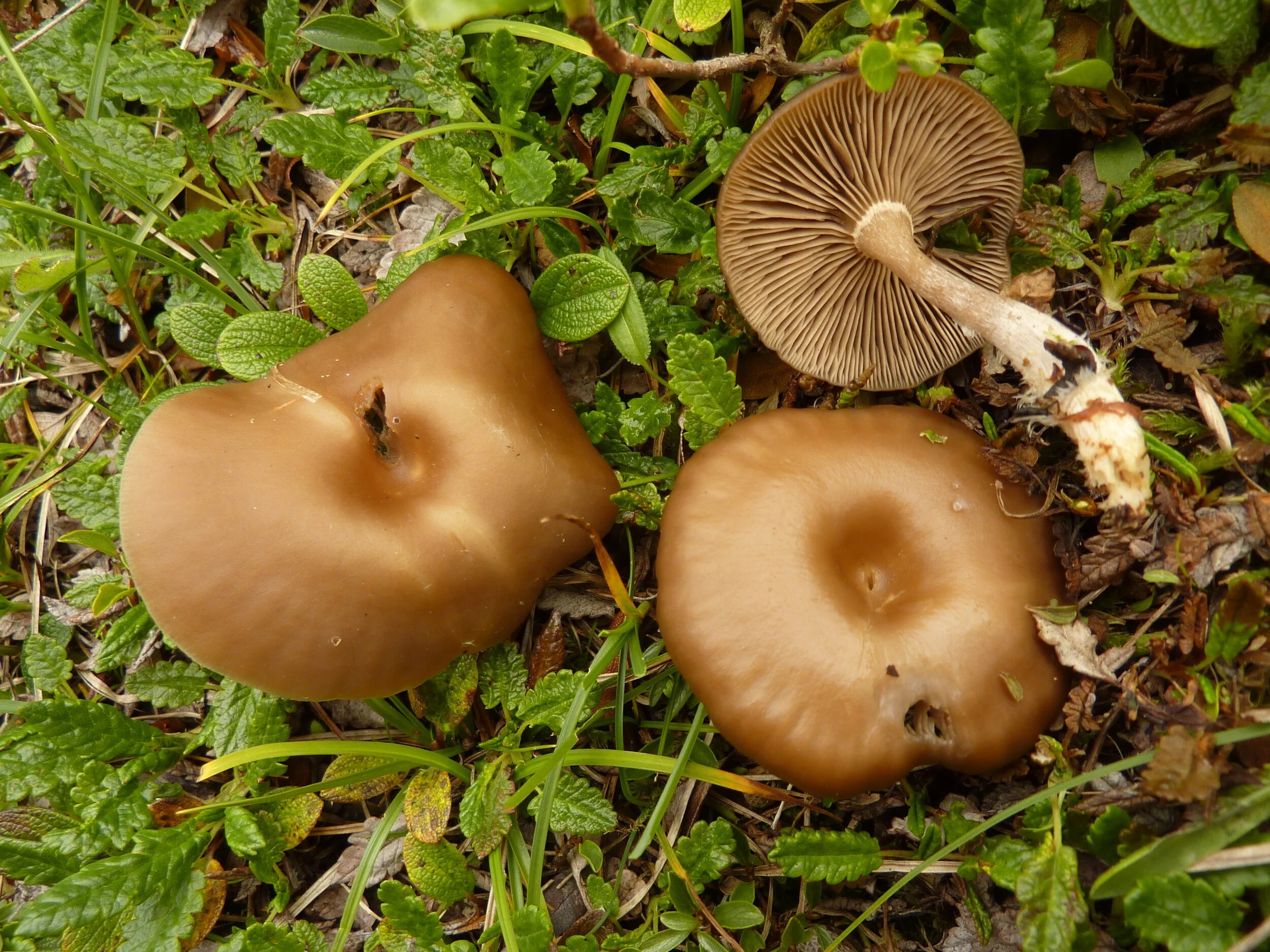 Clitocybe concava