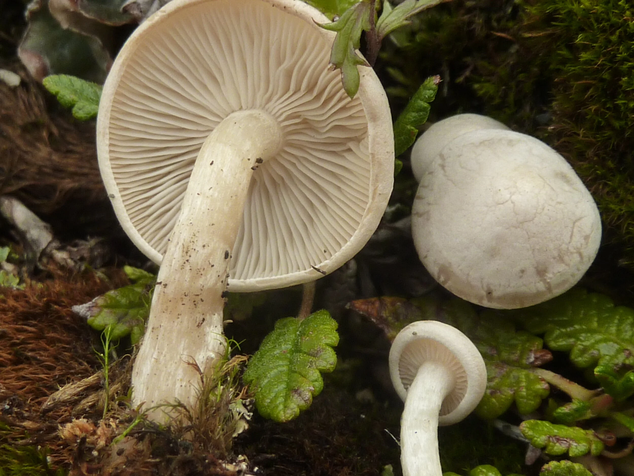Clitocybe dryadicola