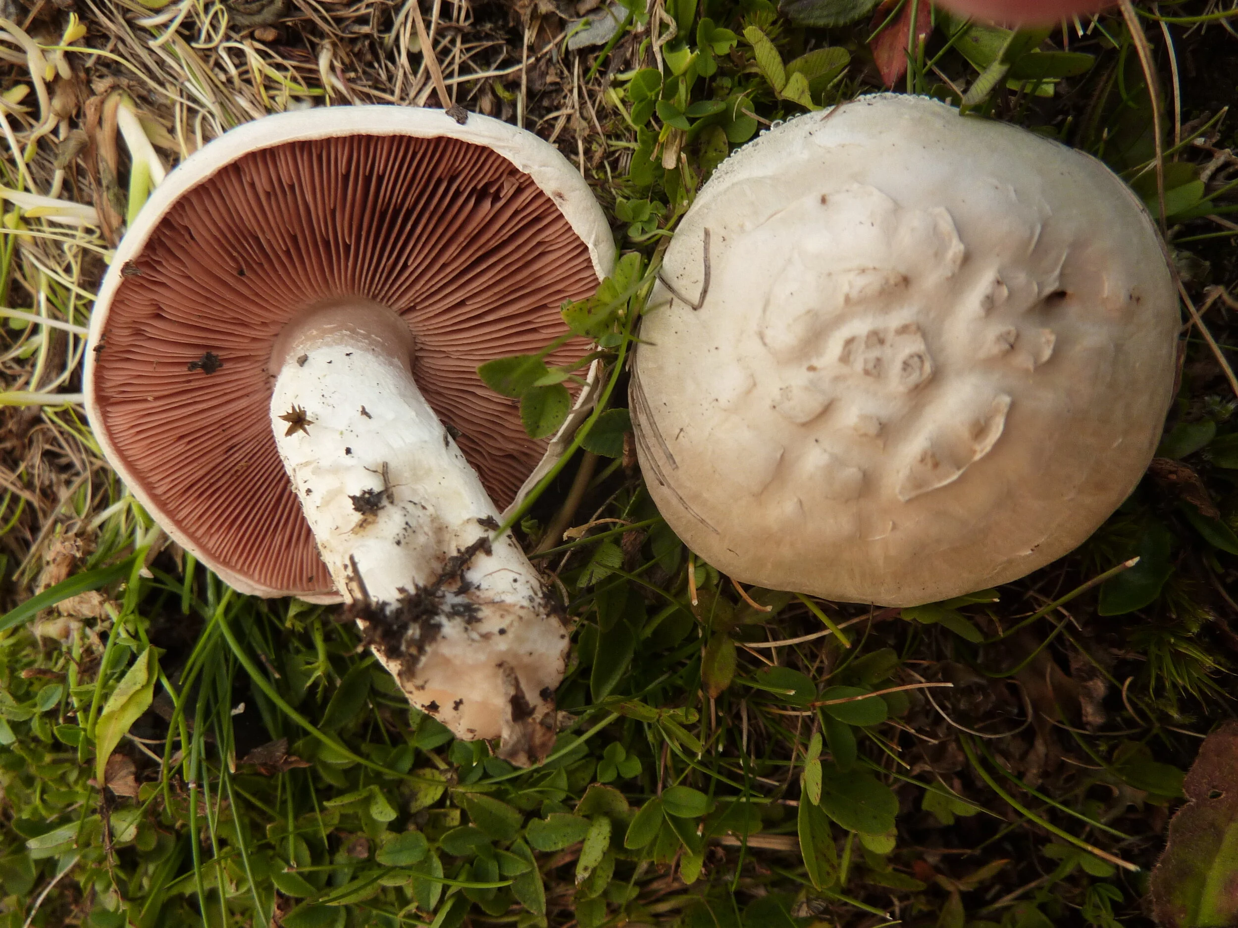 Agaricus porphyrocephalus subsp. alpinus