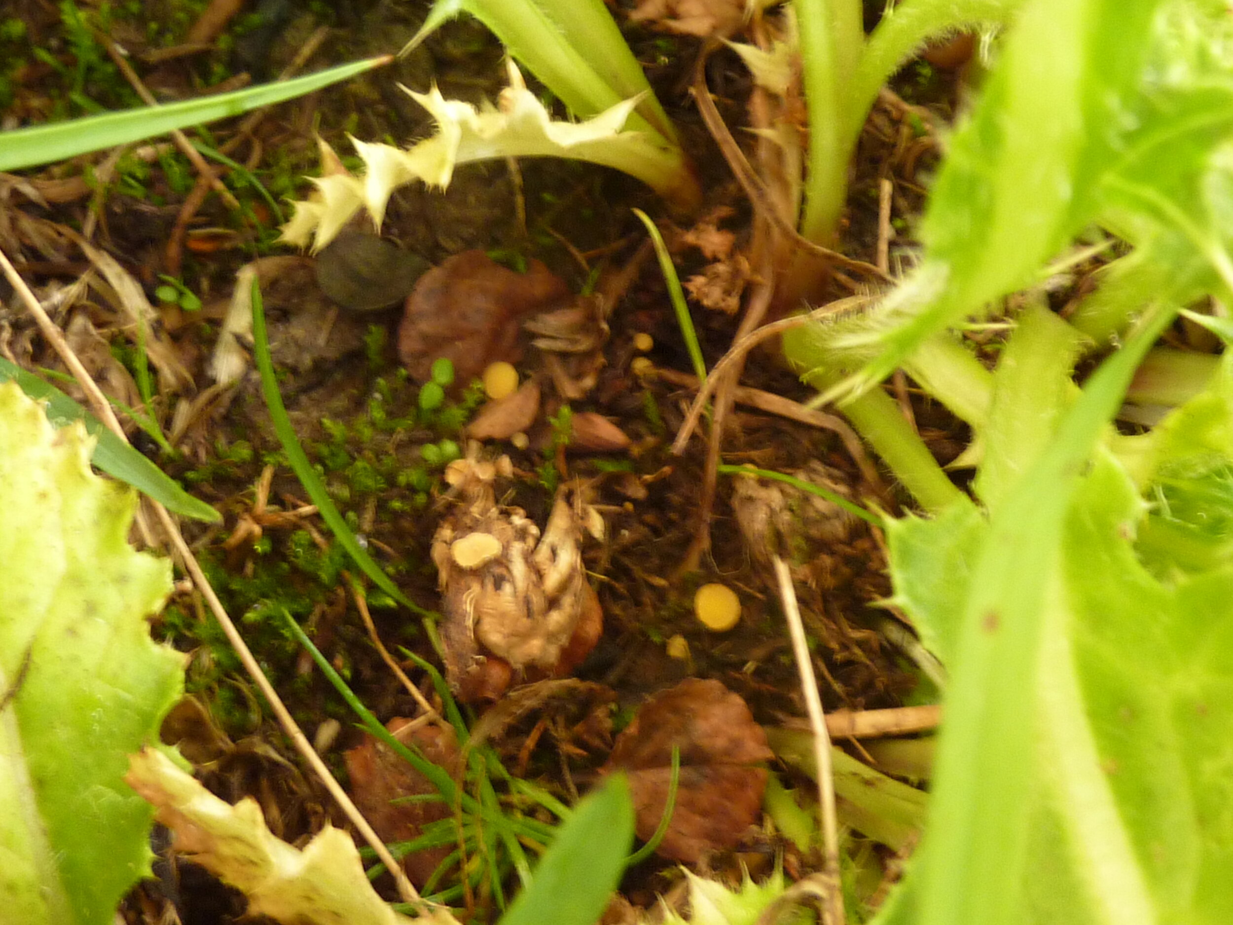 Crocicreras calathicula 5.JPG