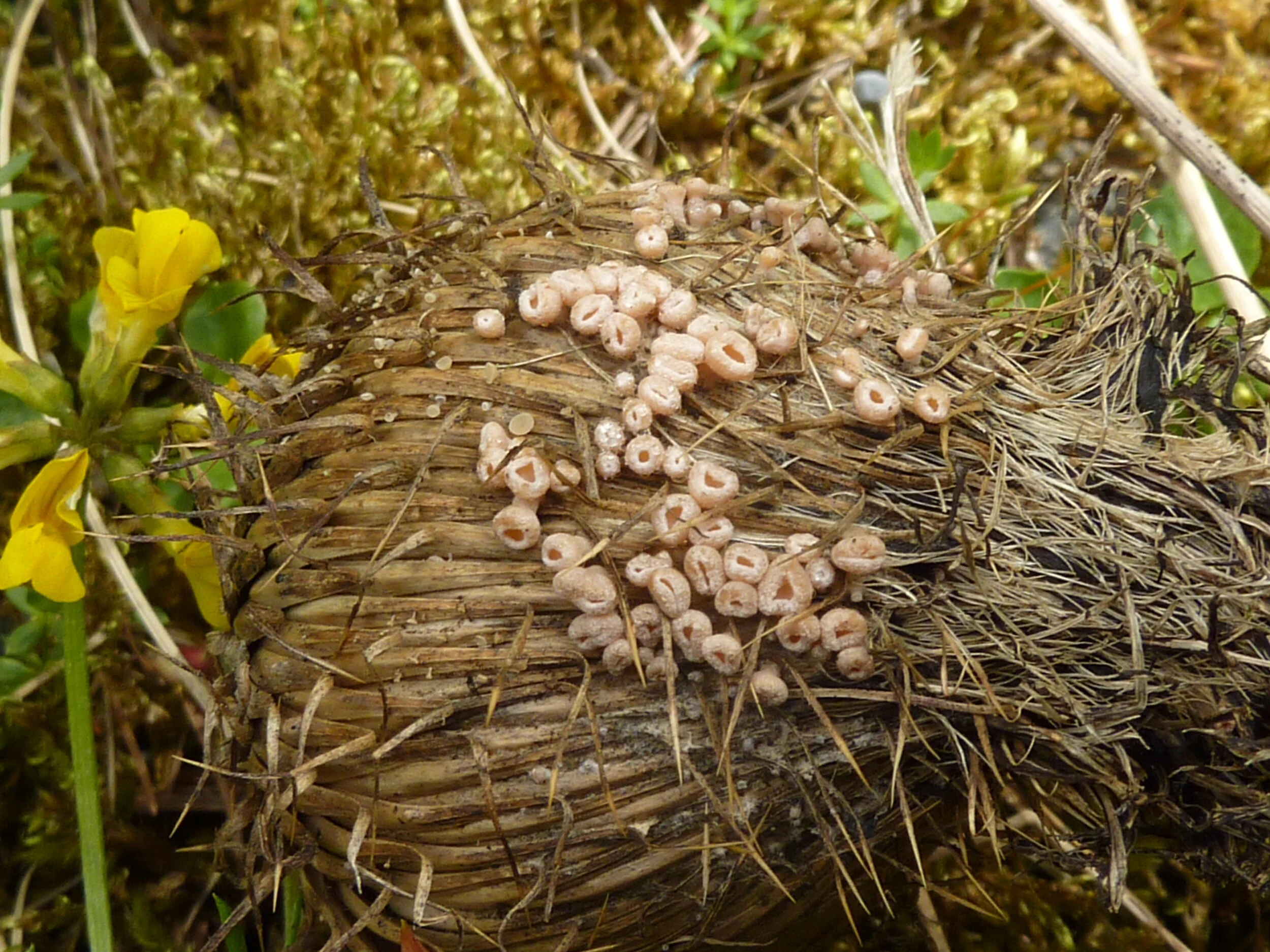 Crocicreras calathicola