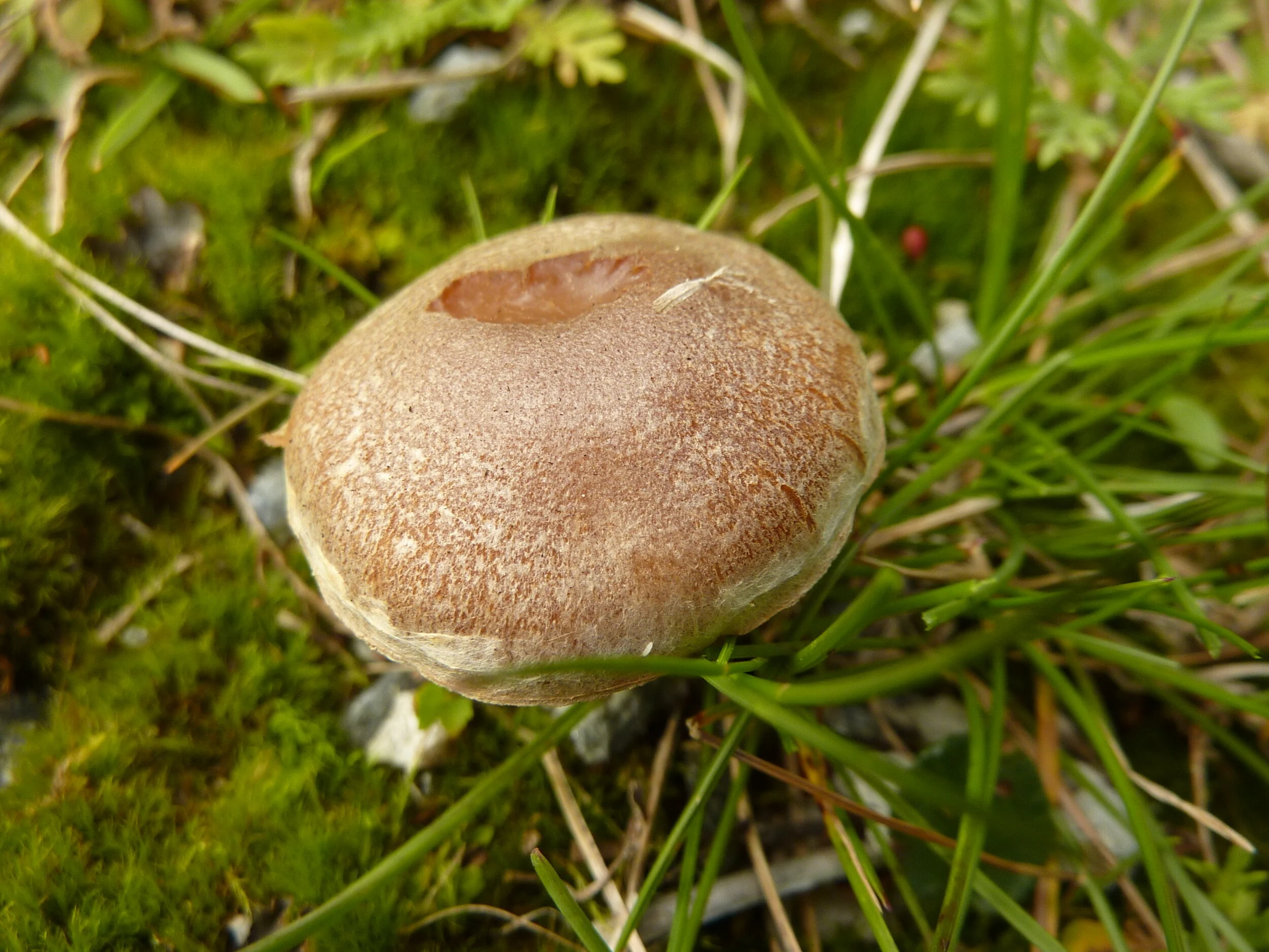 Hebeloma marginatulum