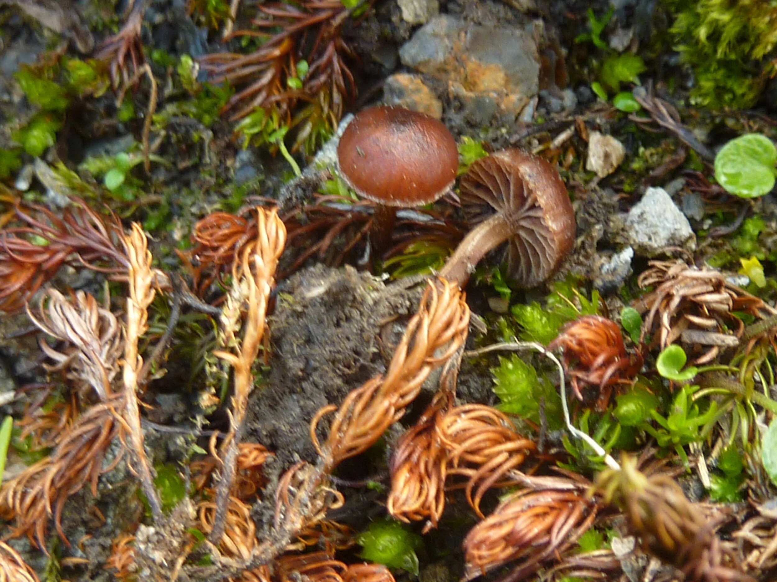 Psilocybe chionophila