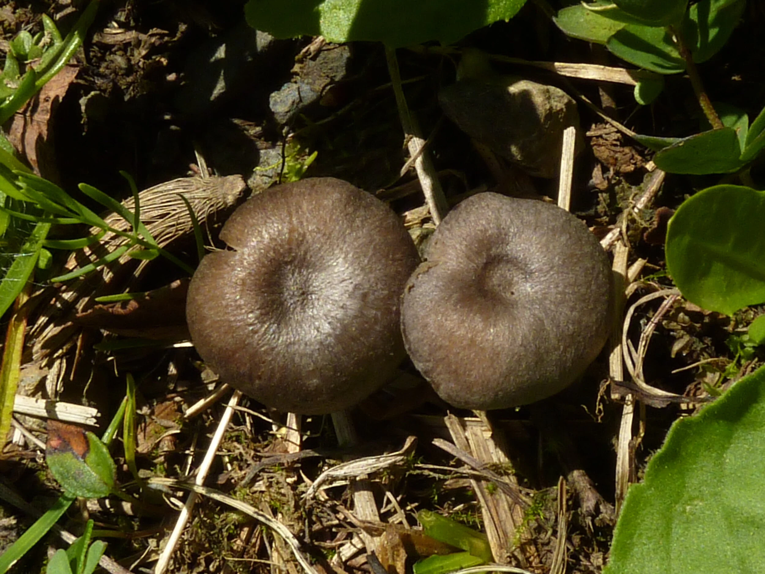 Entoloma corvinum