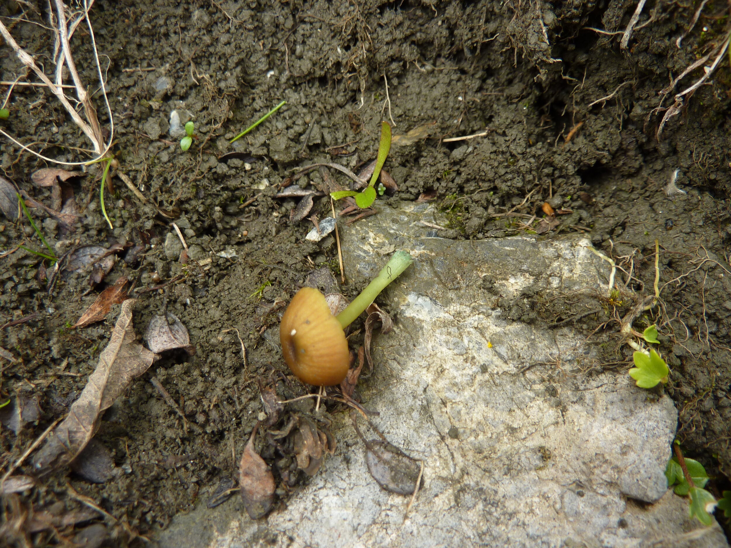 Entoloma incanum 8.JPG