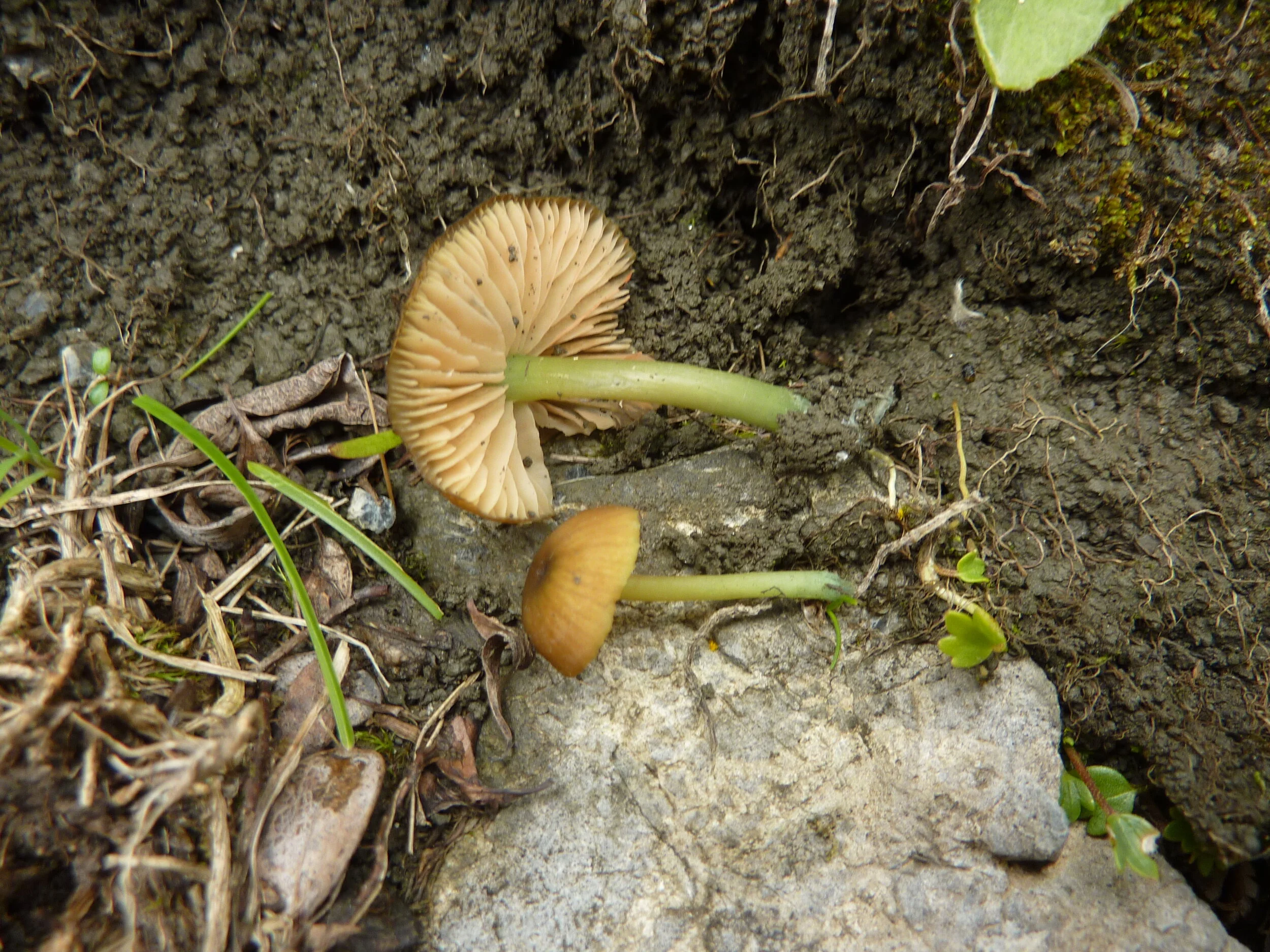 Entoloma incanum