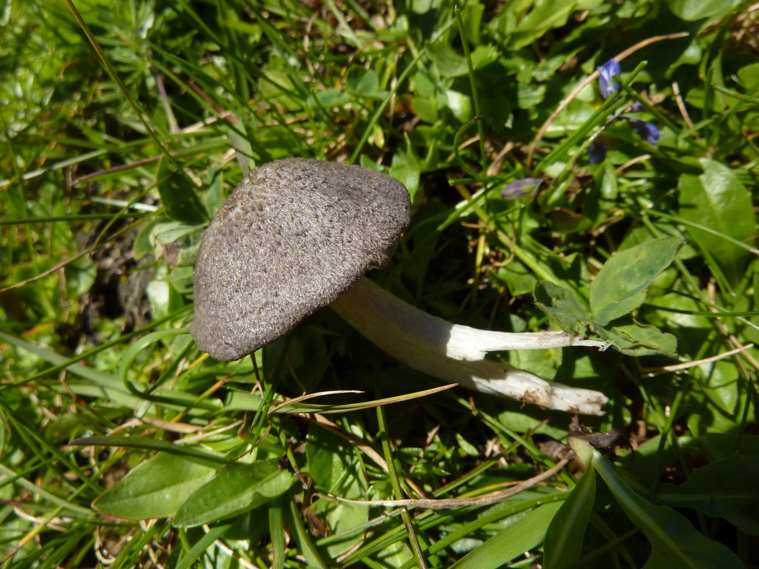 Entoloma mougeotii