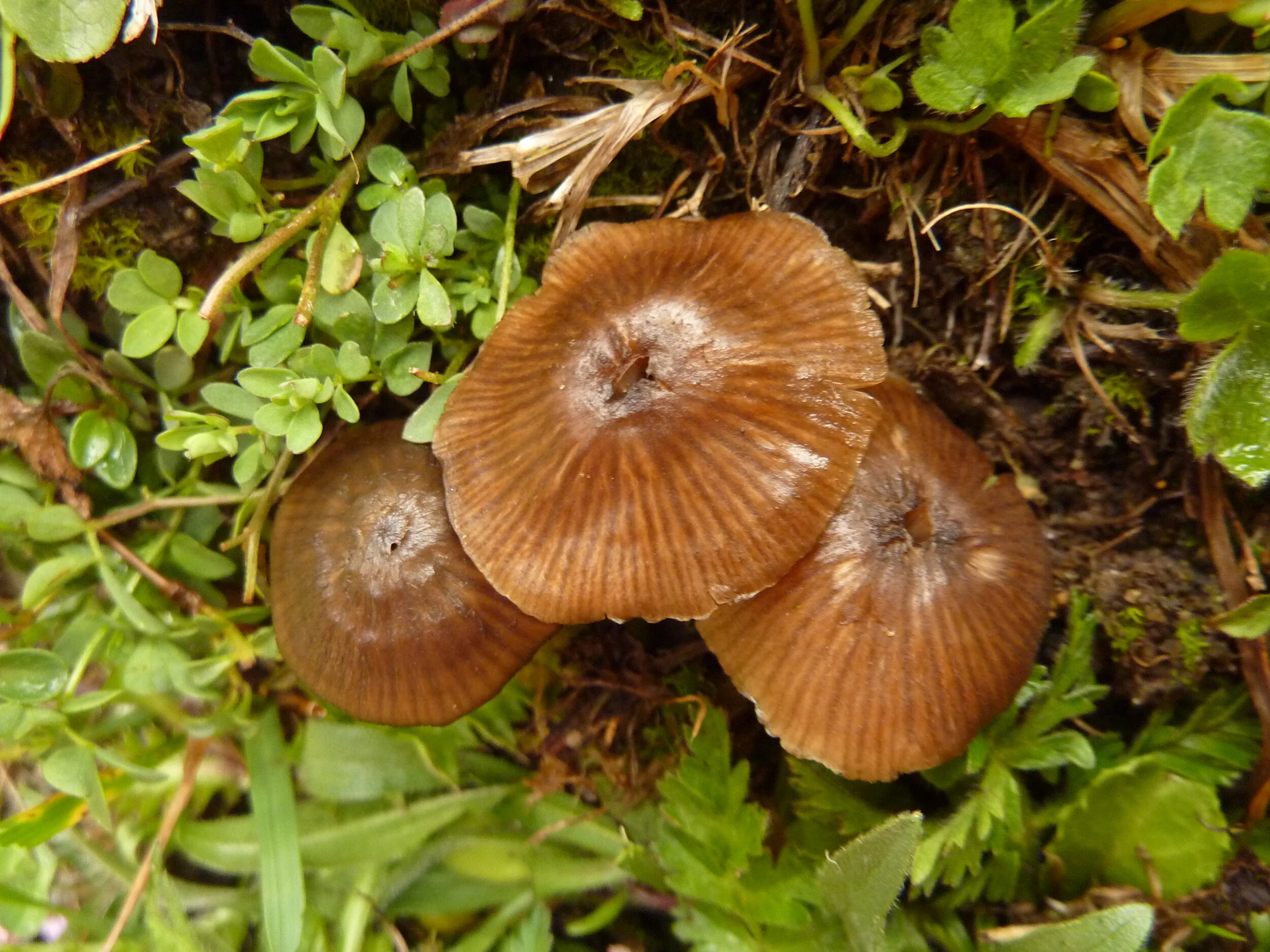 Entoloma longistriatum