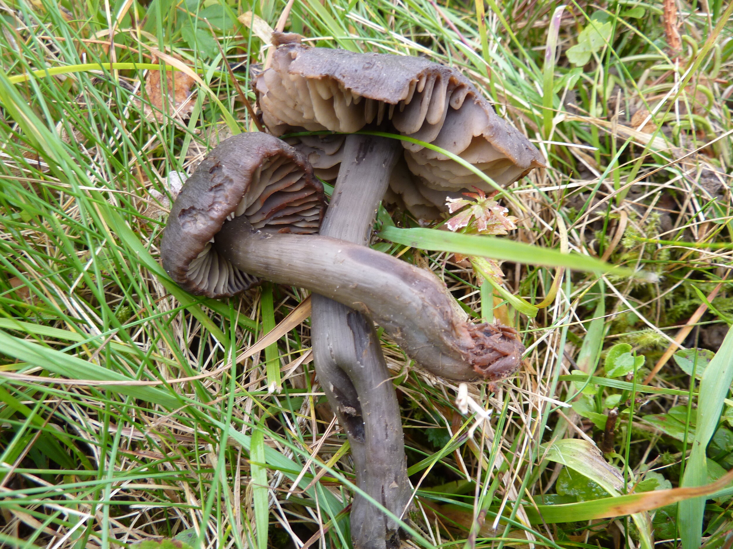 Hygrocybe nitiosa.JPG