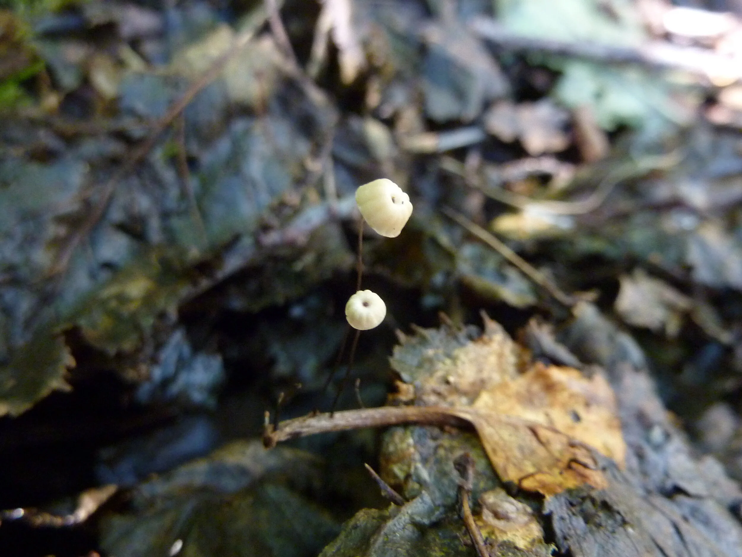 Marasmius alniphilus