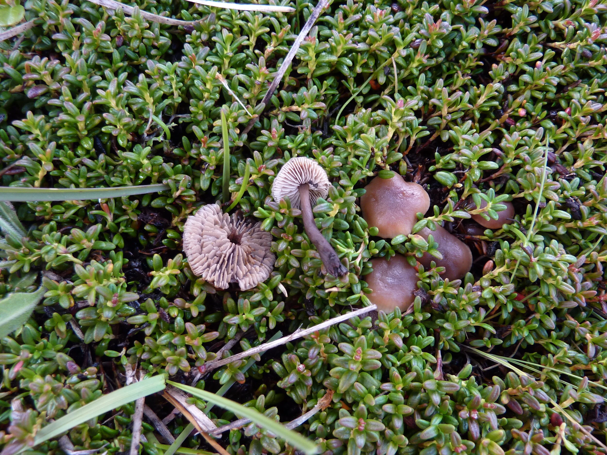 Gymnopus loiselorietorum