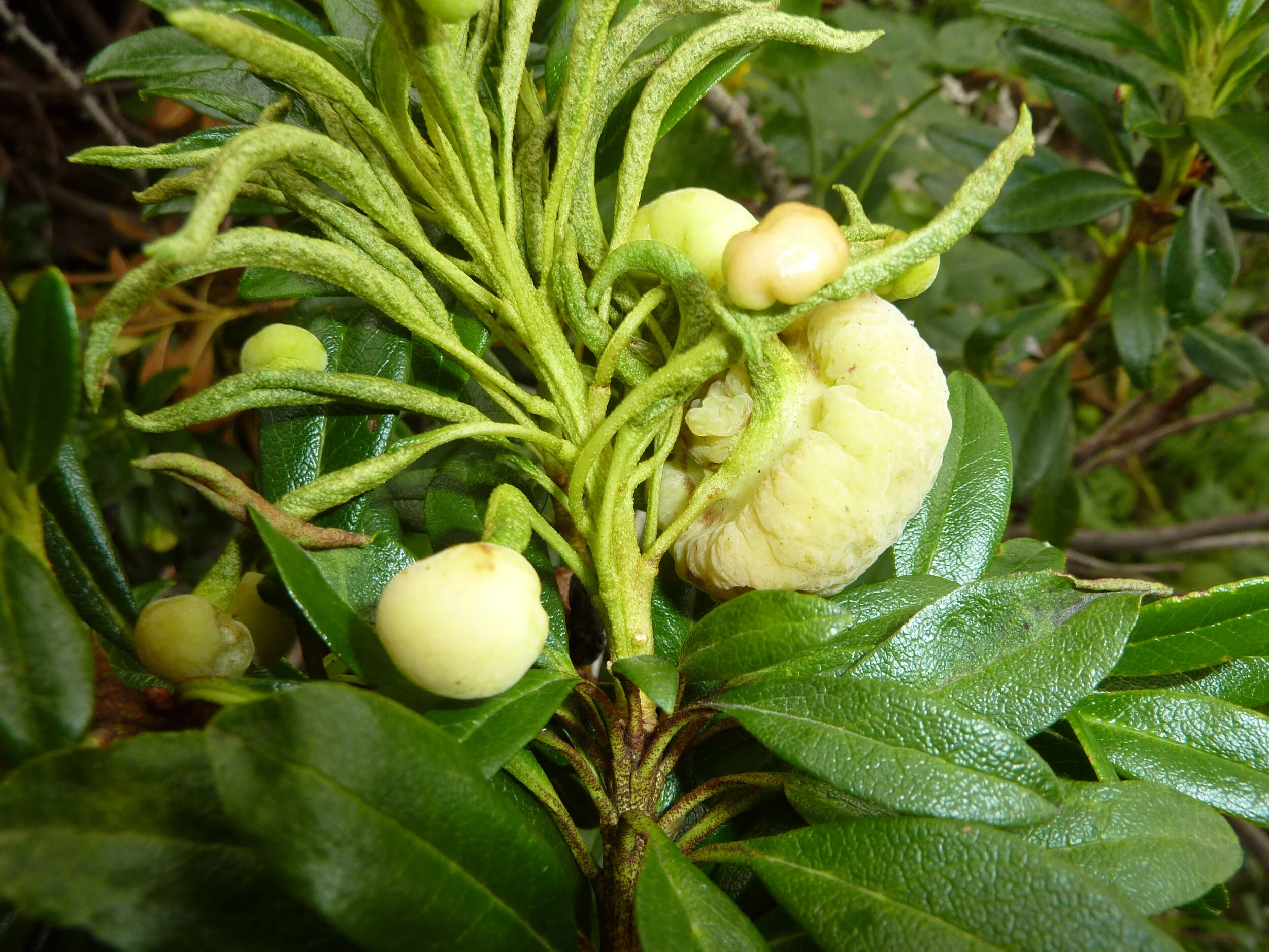 Exobasidium rhododendri