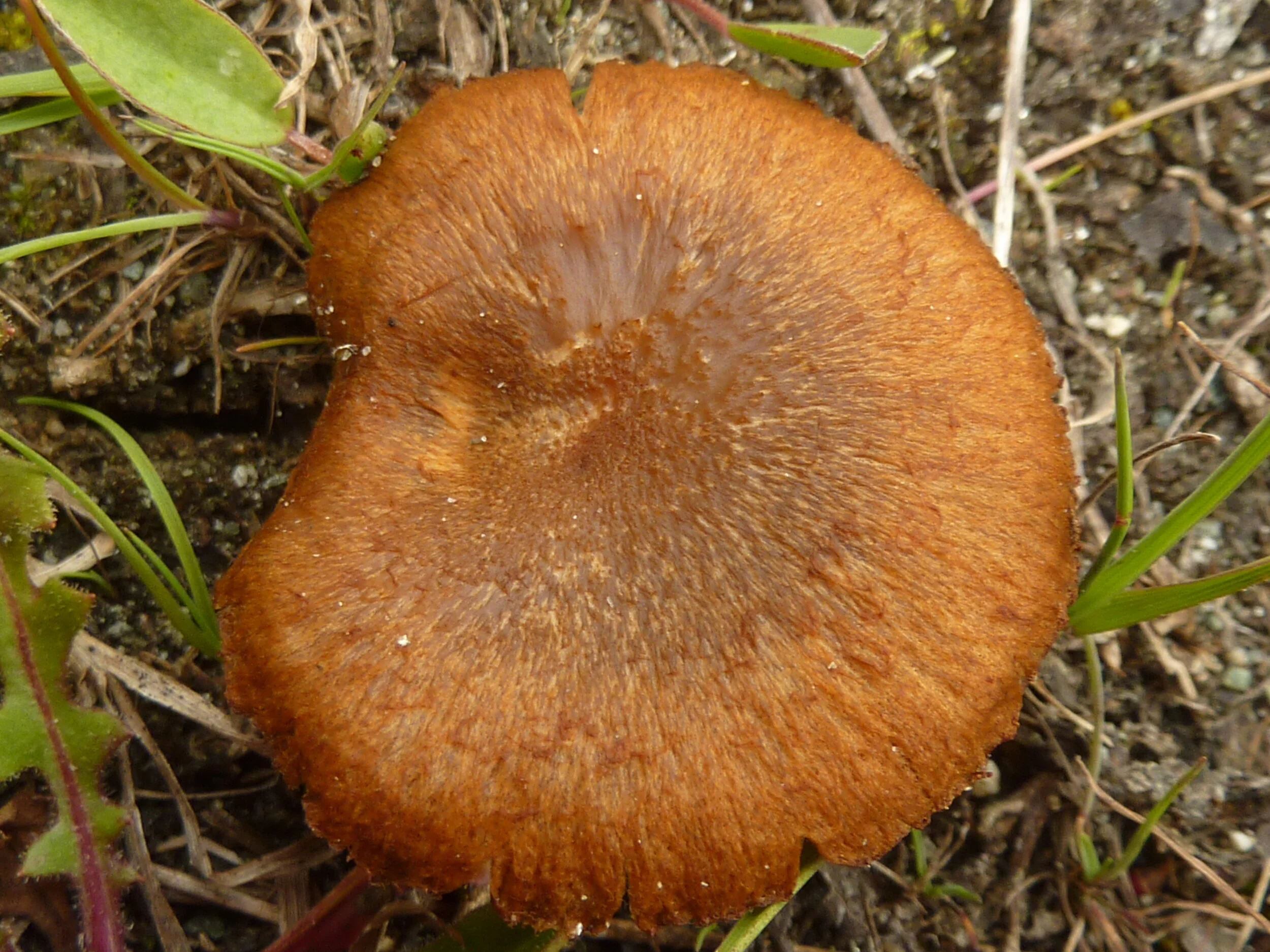 Inocybe parcesquamulosa