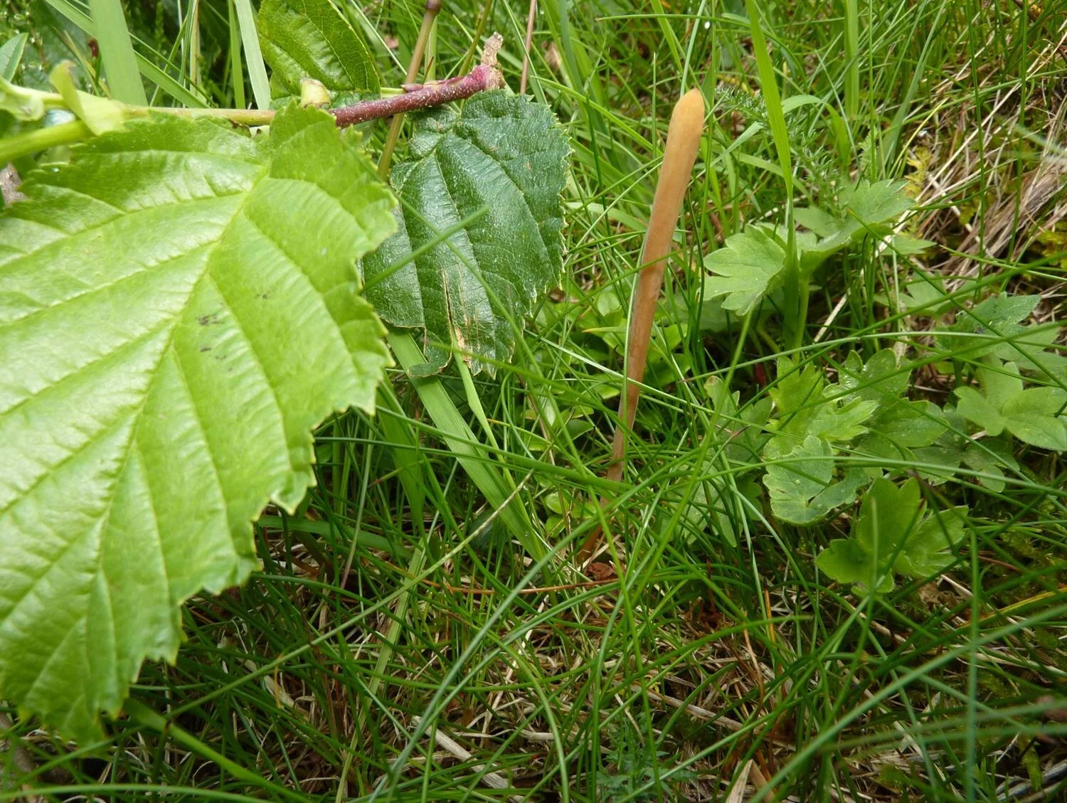Macrotyphula fistulosa