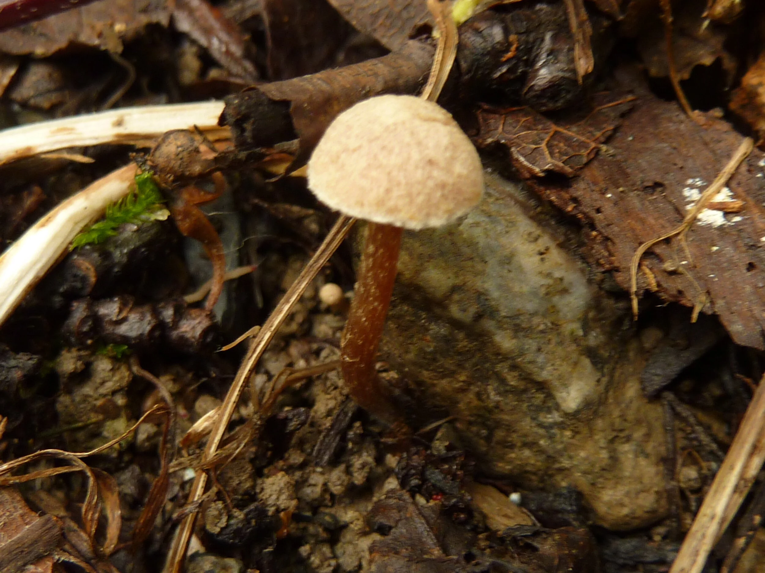 Naucoria luteolofibrillosa