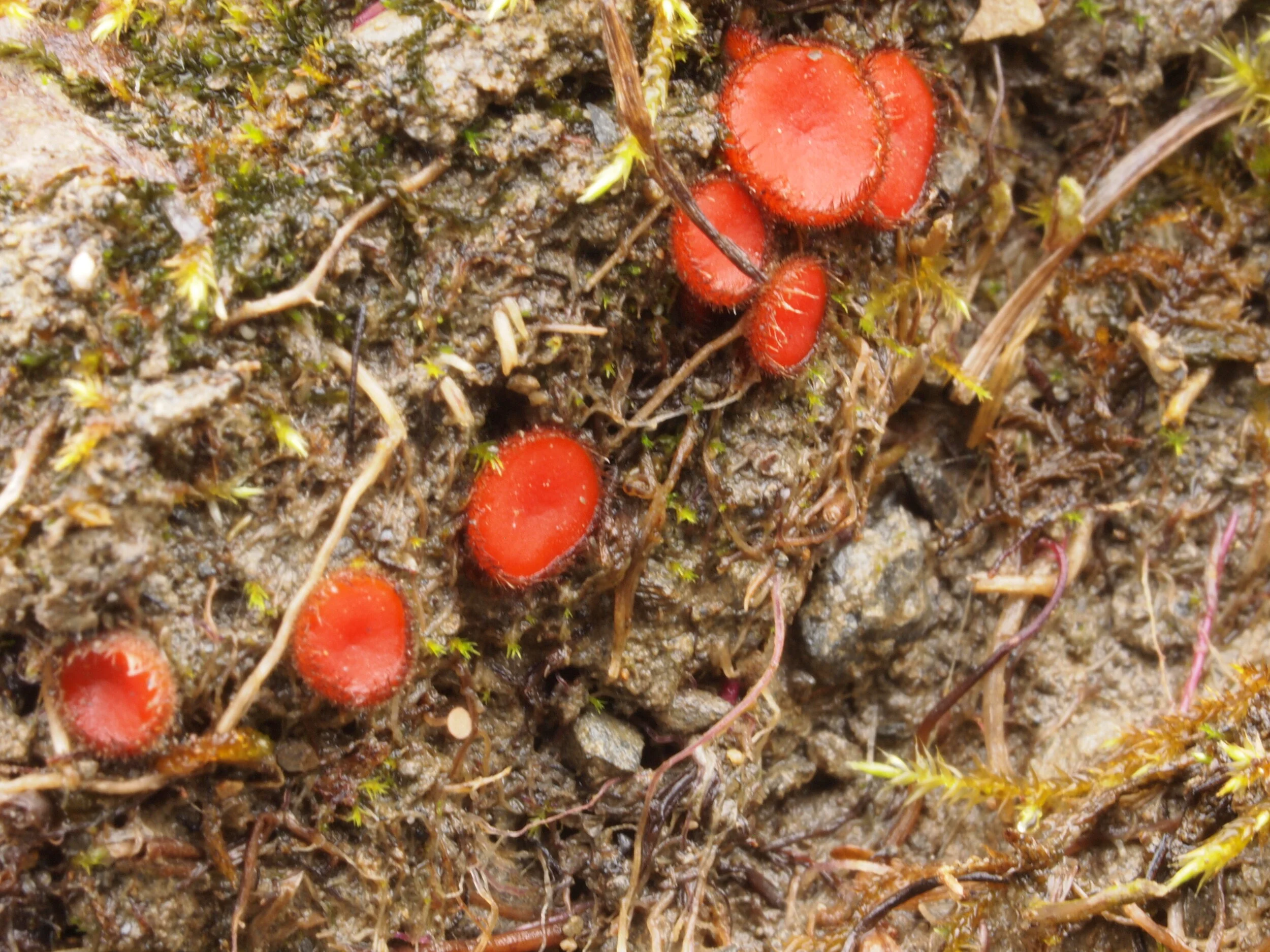 Scutellinia minor