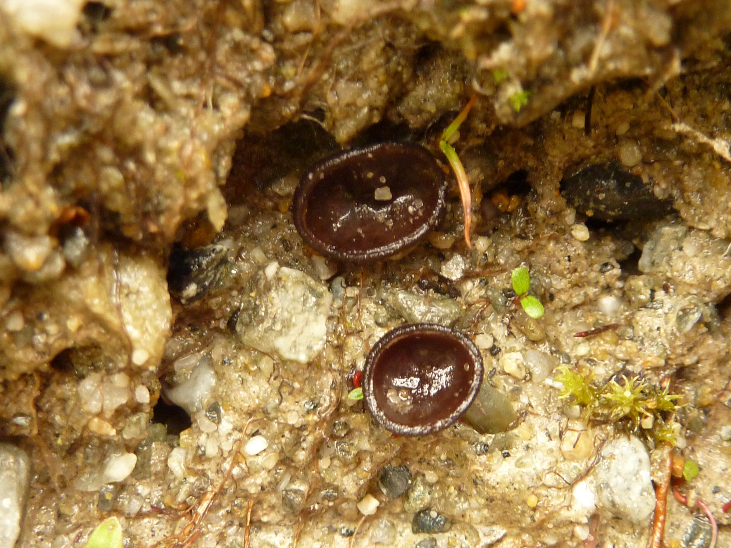 Peziza alaskana