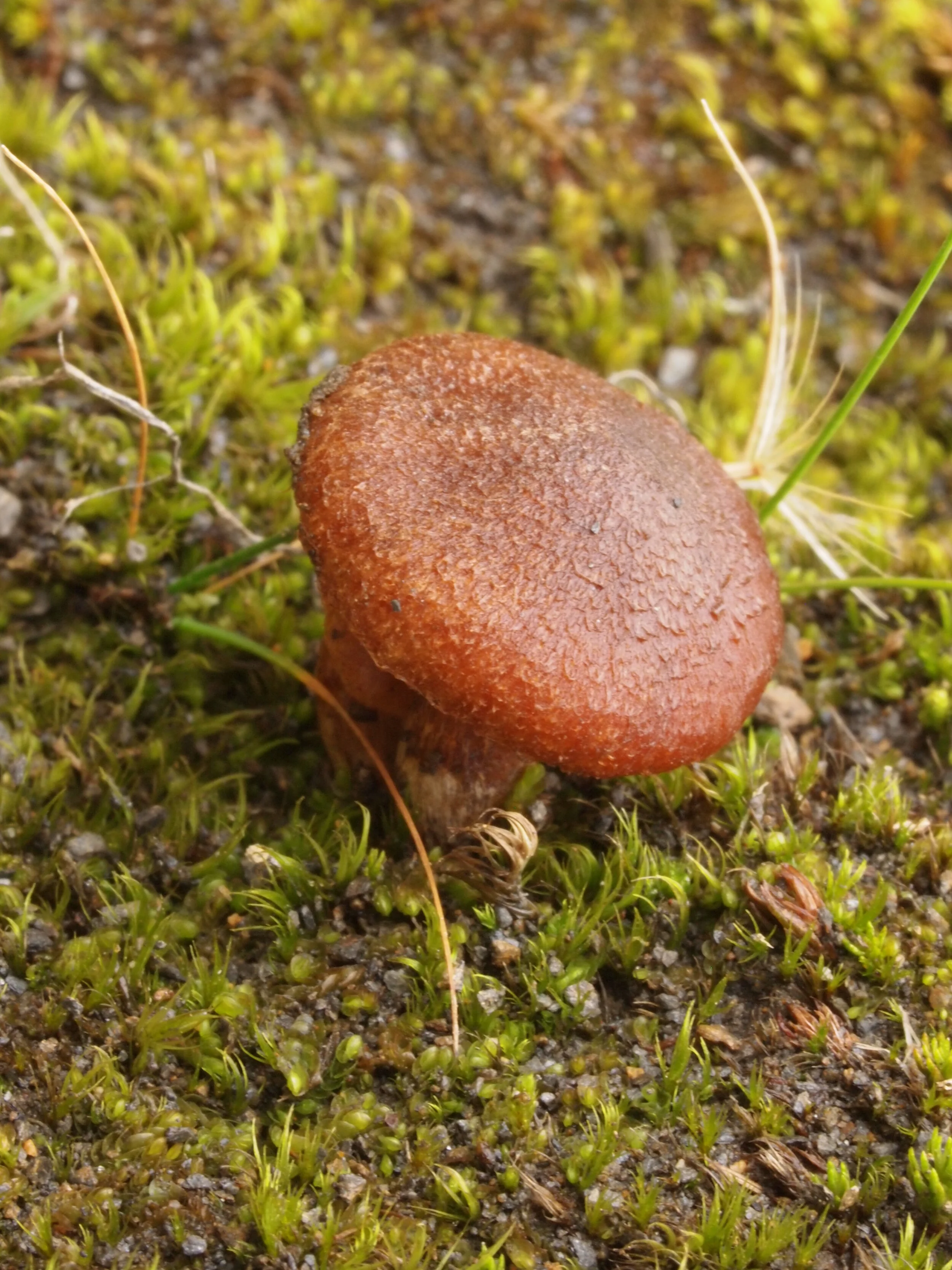 Cortinarius (Tel.) gausapatus