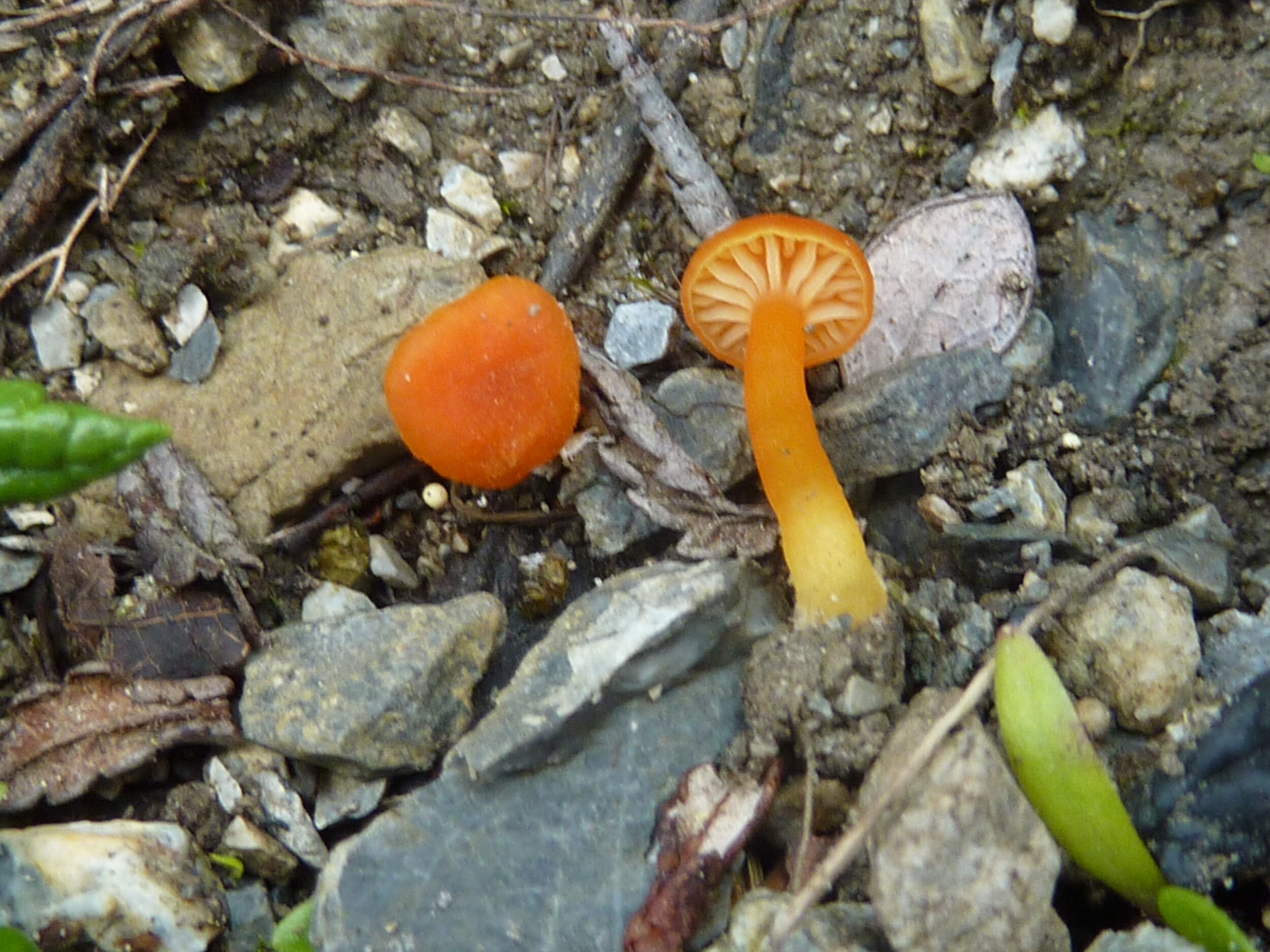 Hygrocybe calciphila 5.jpg