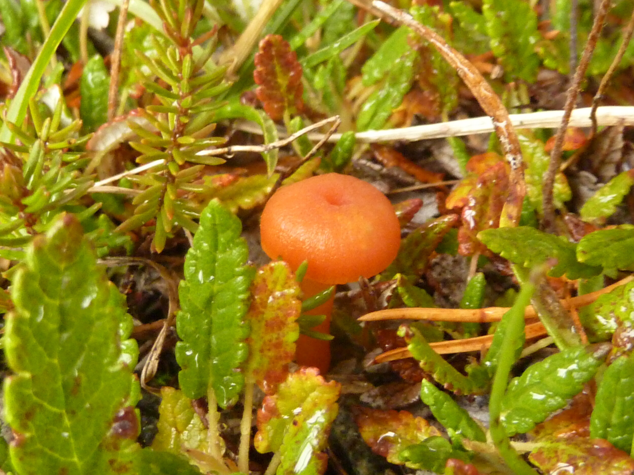 Hygrocybe calciphila 7.JPG