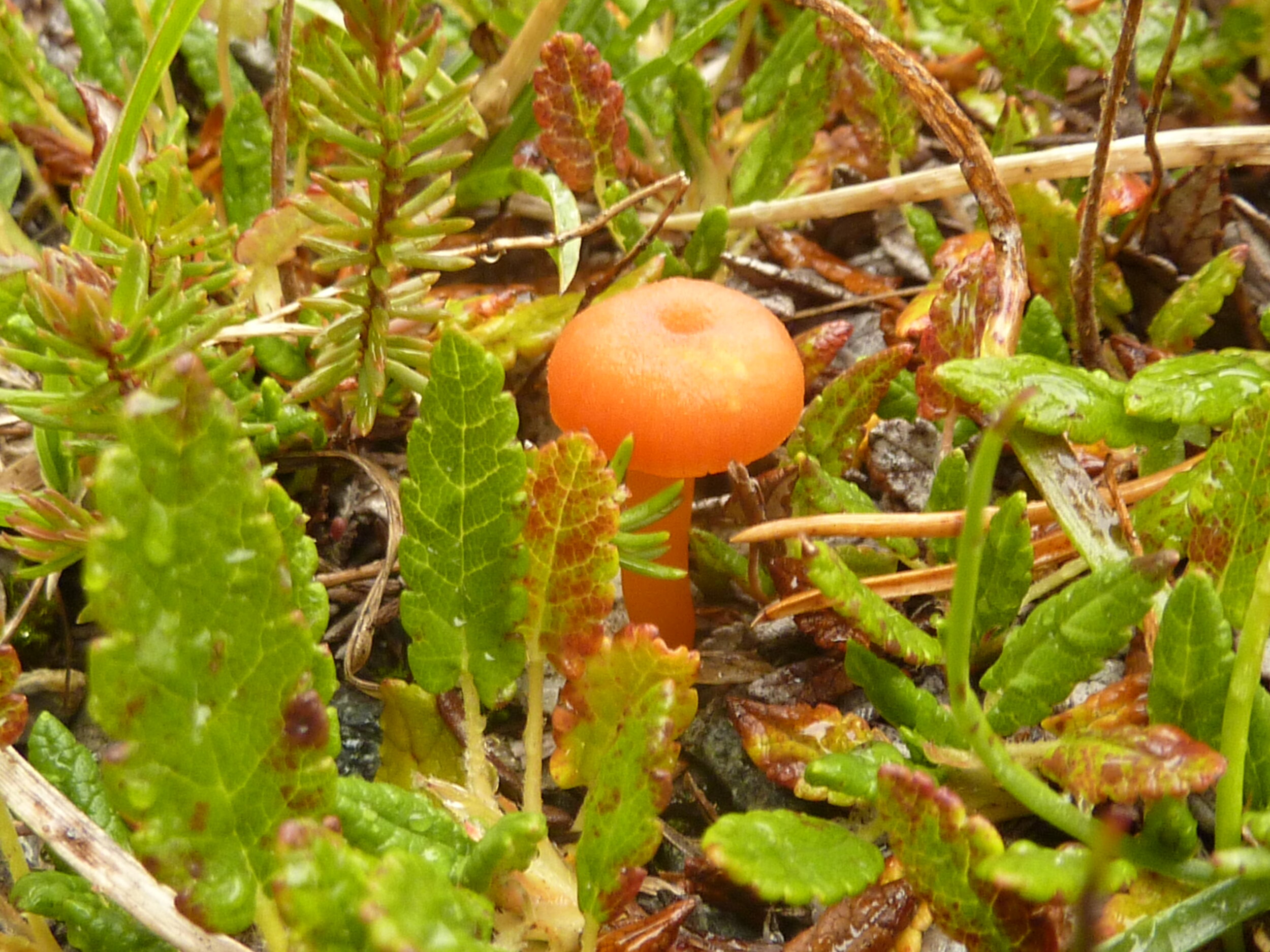 Hygrocybe calciphila 9.JPG