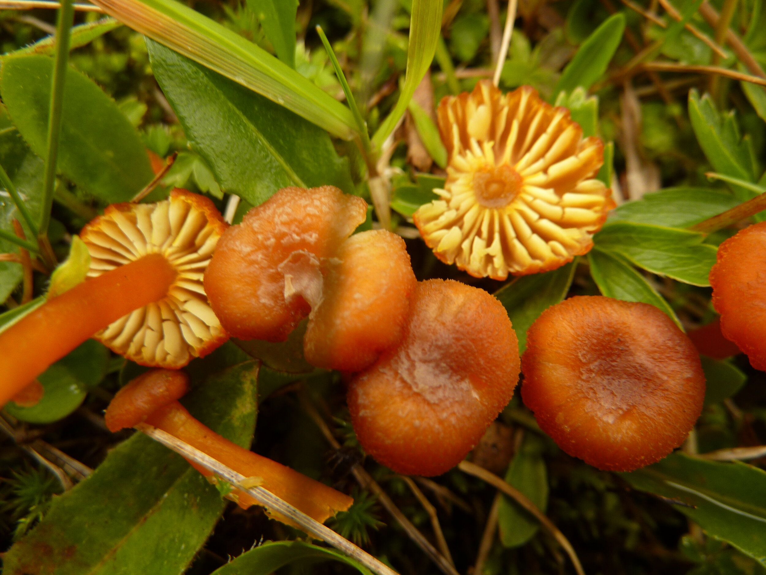 Hygrocybe helobia 6.JPG