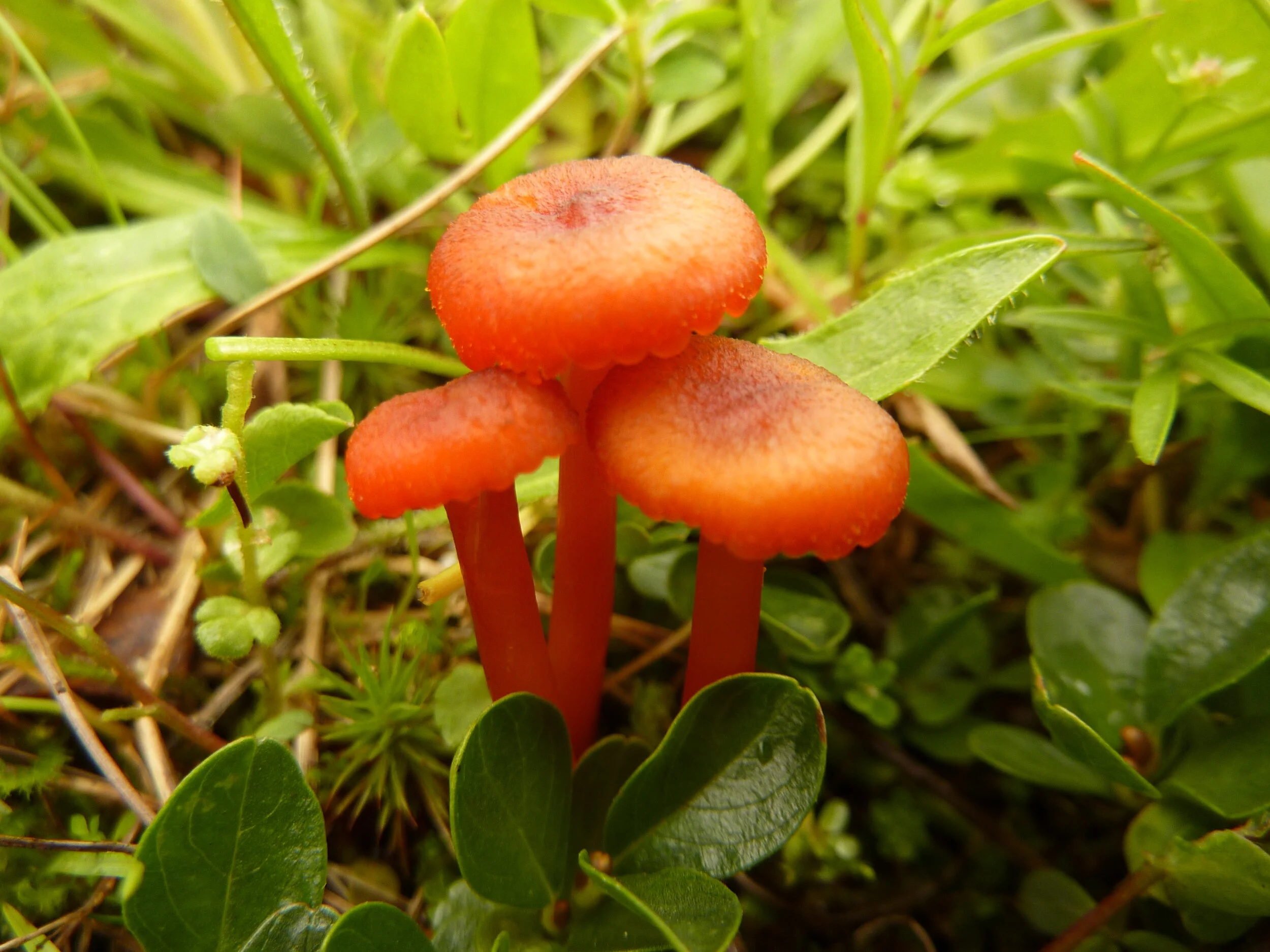 Hygrocybe helobia 5.JPG
