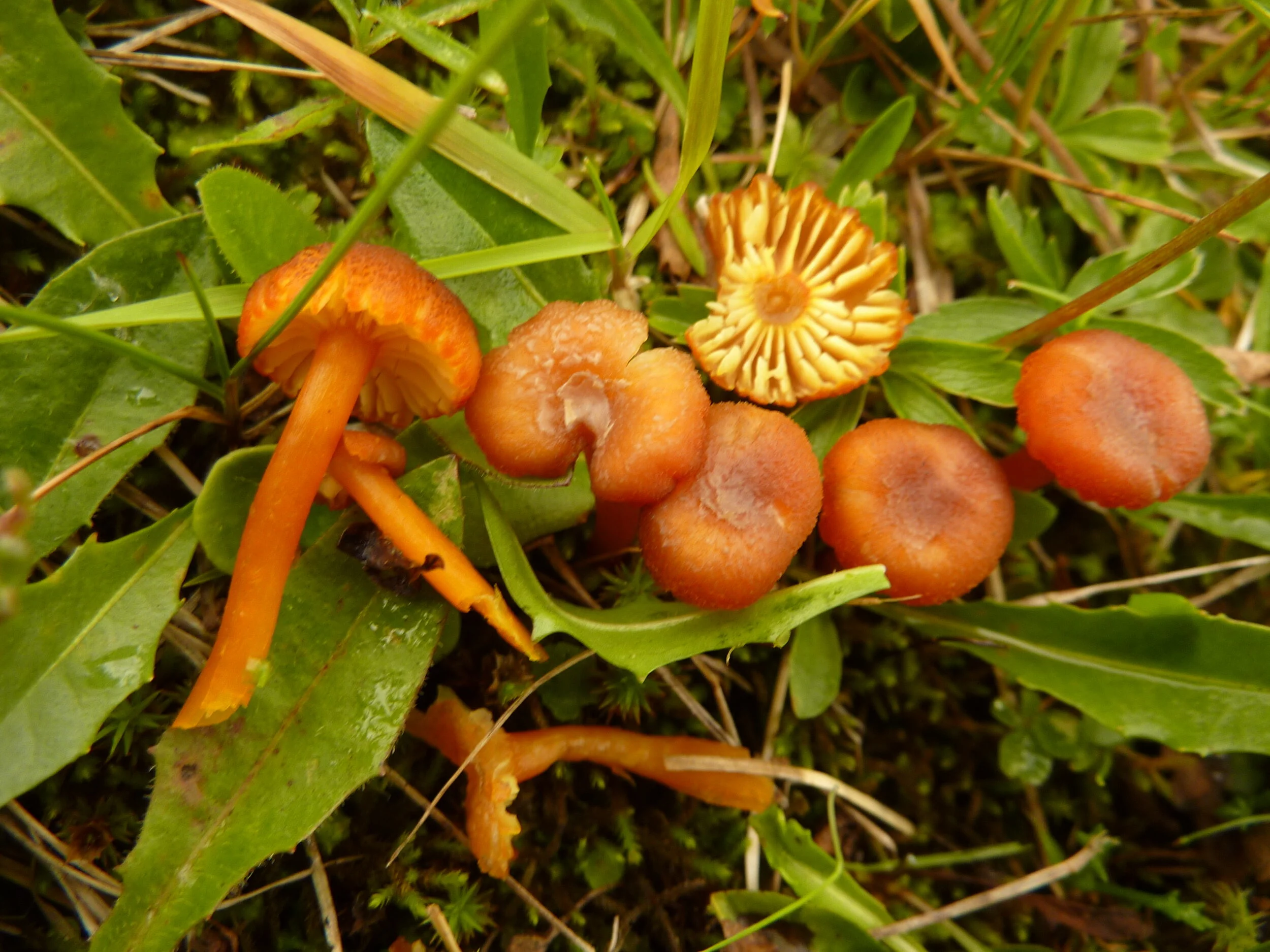 Hygrocybe helobia 7.JPG